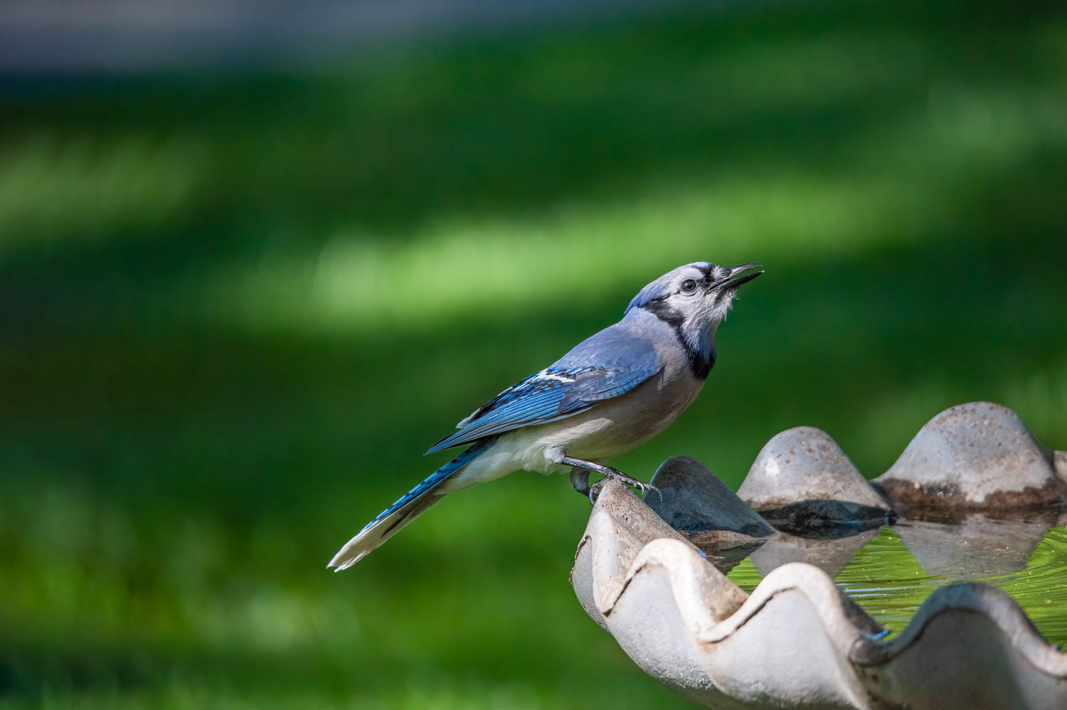 Bluejay