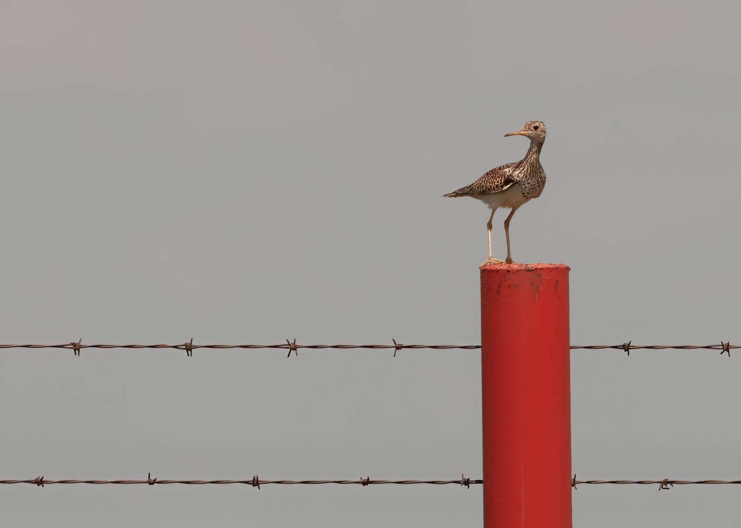 Upland Sandpiper
