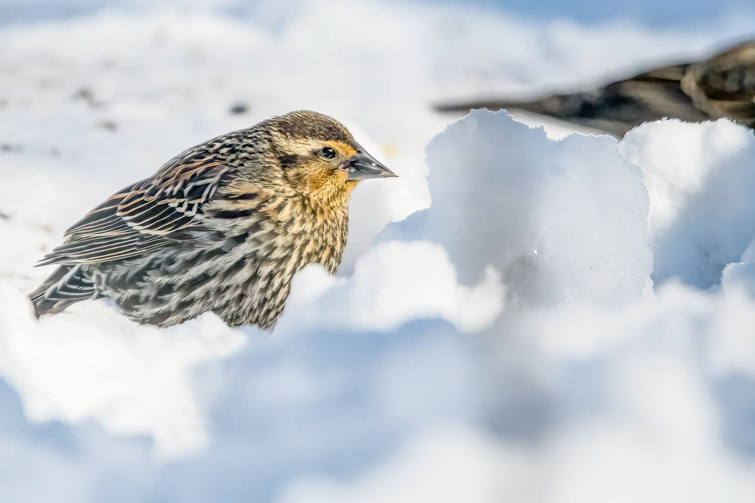 Red-winged Blackbird - Female