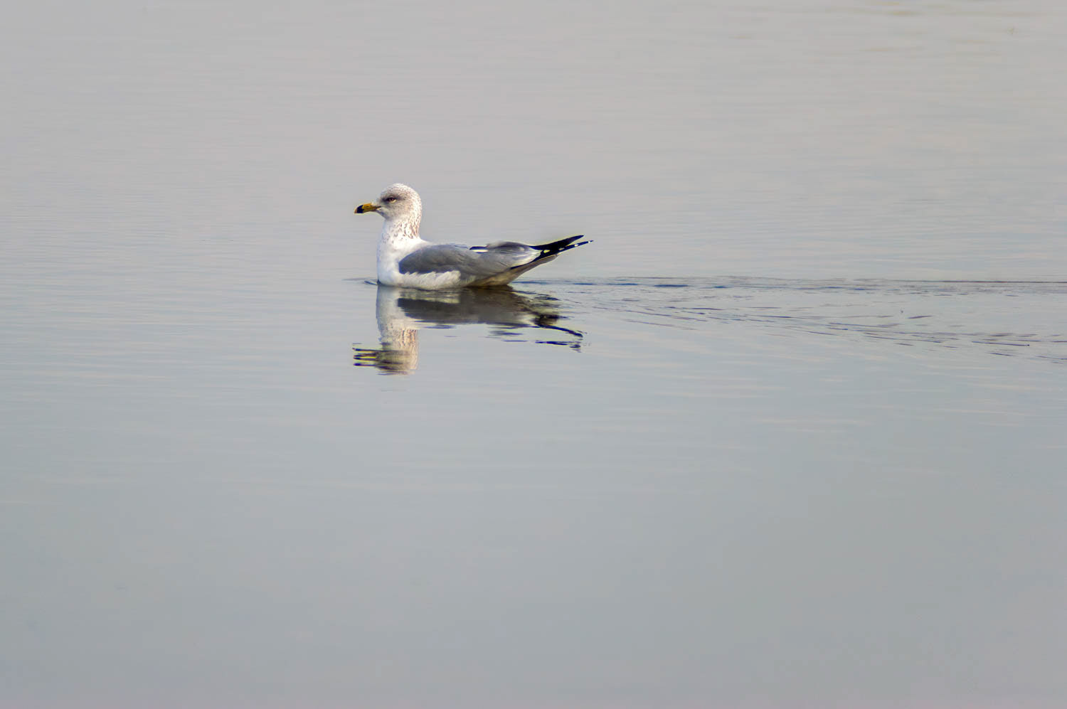 Ring-billed Gull
