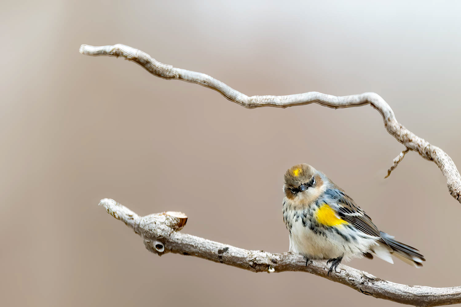 Yellow-rumped Warbler
