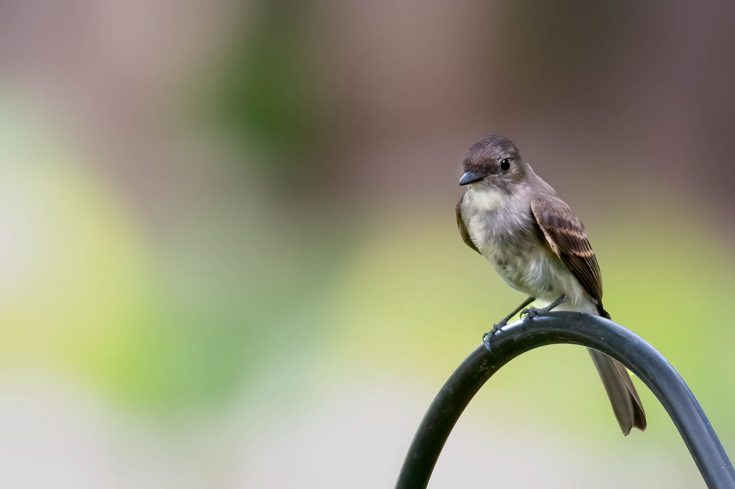 Eastern Wood PeeWee