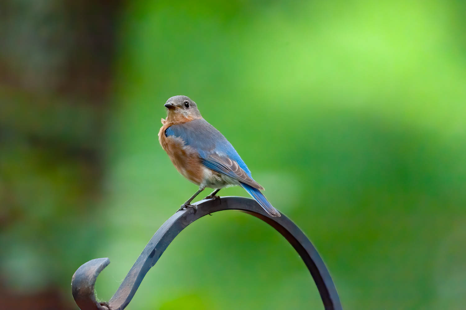 Eastern Bluebird-Female