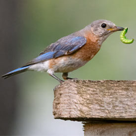 Female Eastern Bluebird with caterpillar