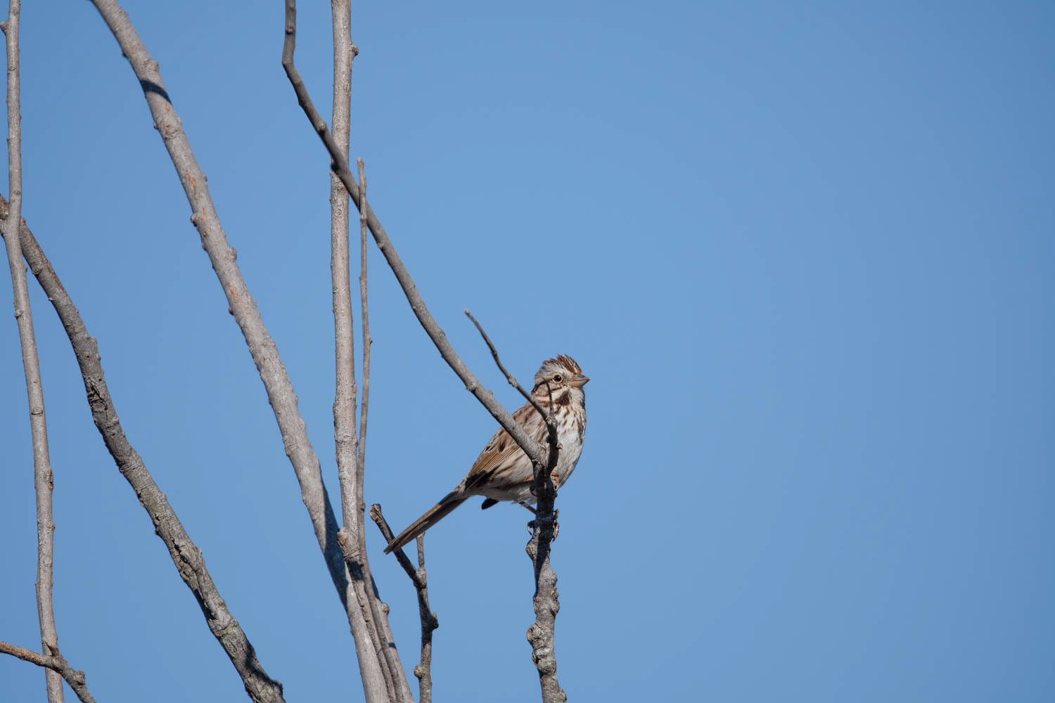 Song Sparrow