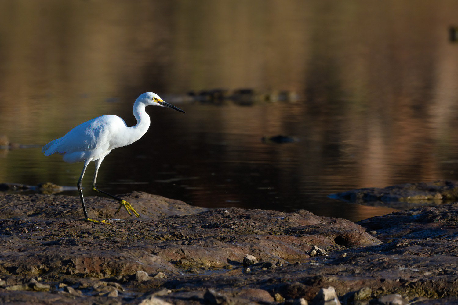 Snowy Egret
