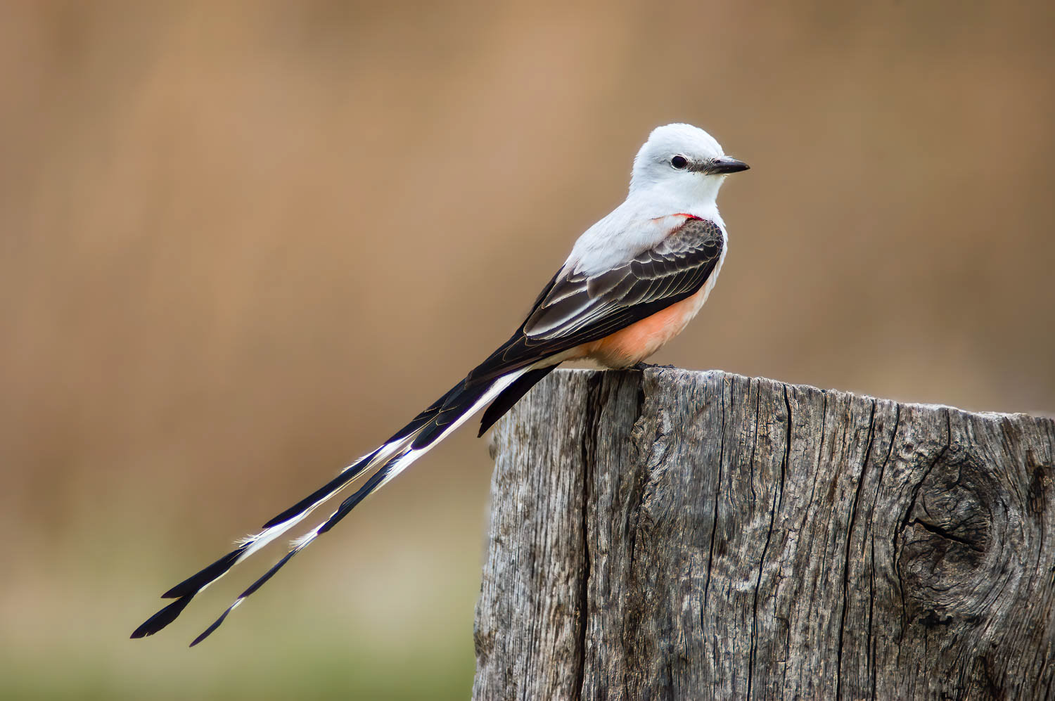 Scissor-tailed Flycatcher