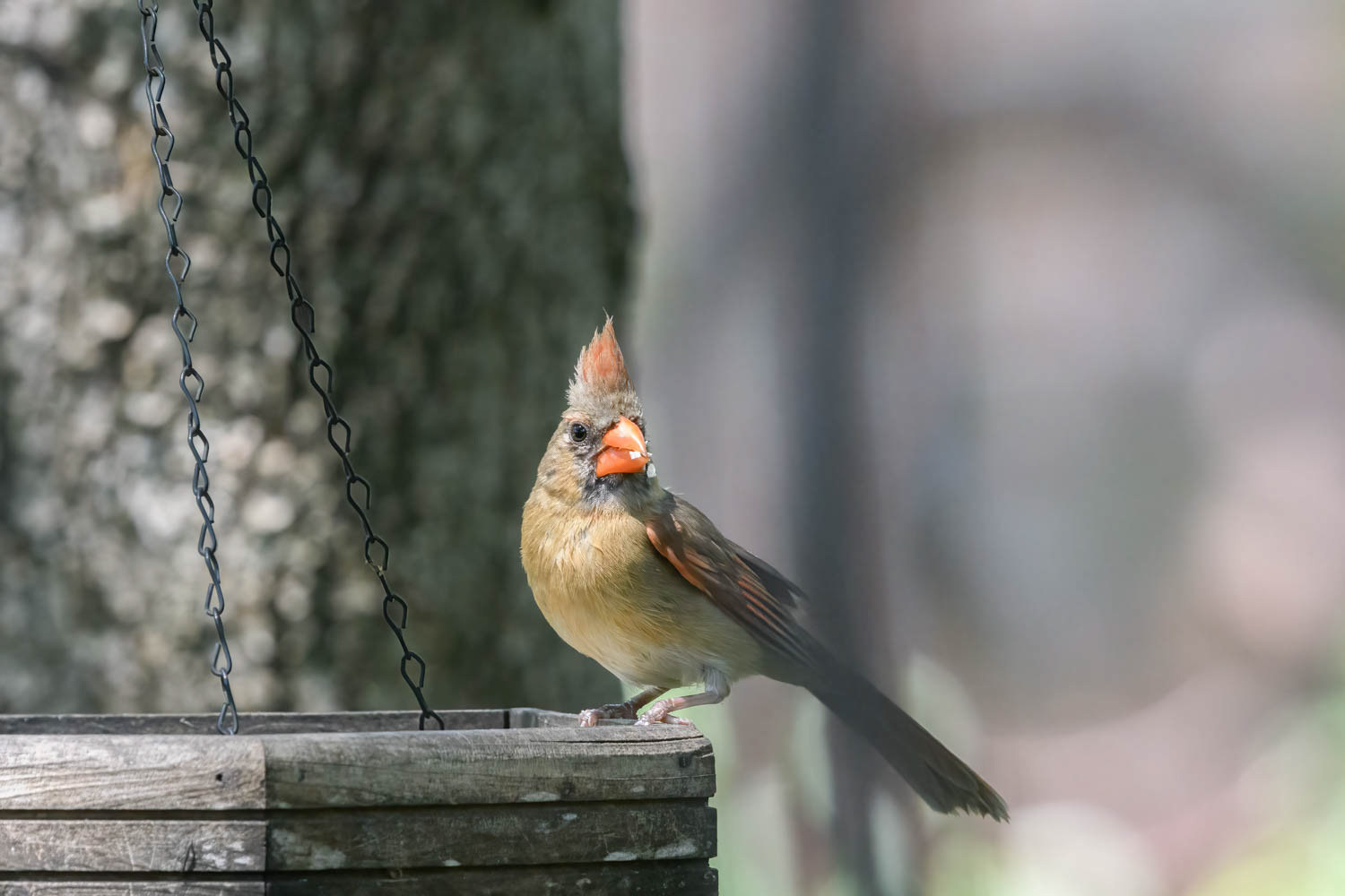 Northern Cardinal - Female