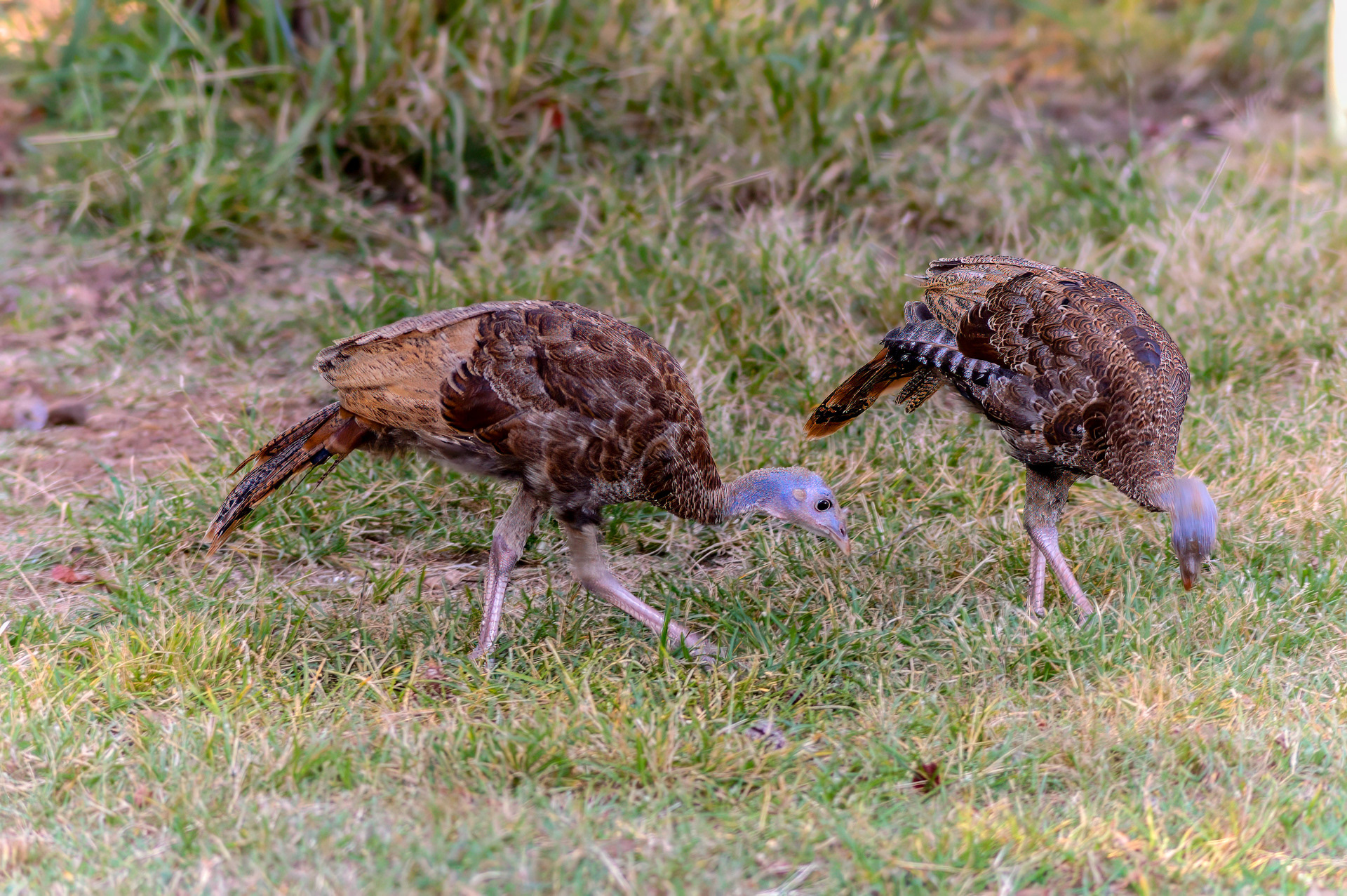 Wild Turkey