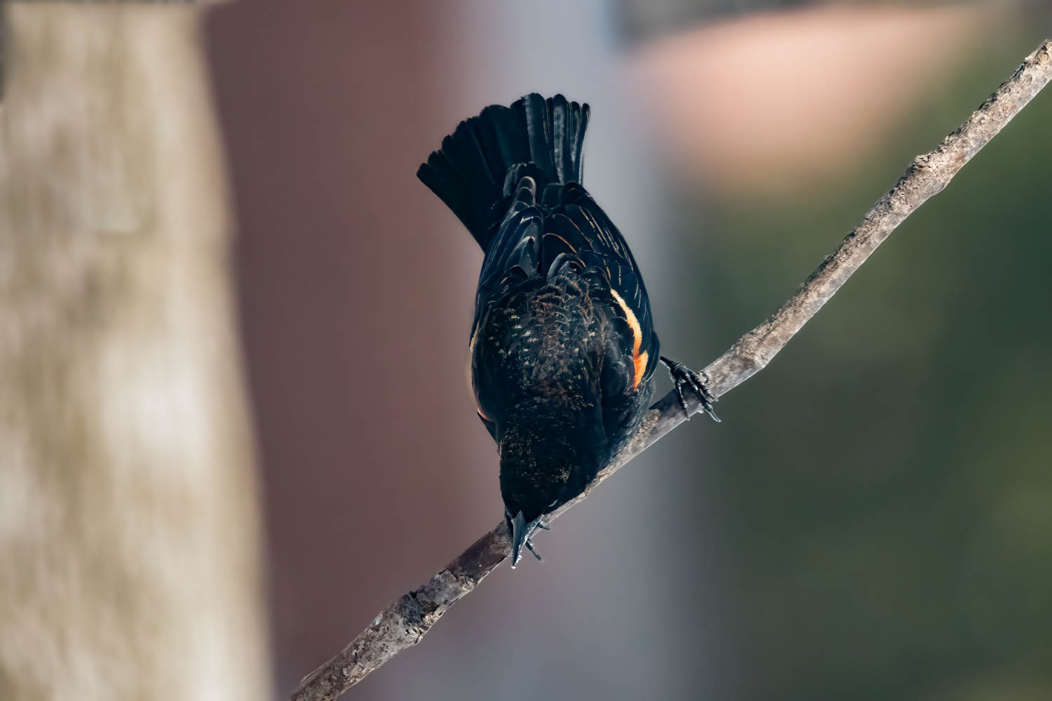 Red-winged Blackbird - Male