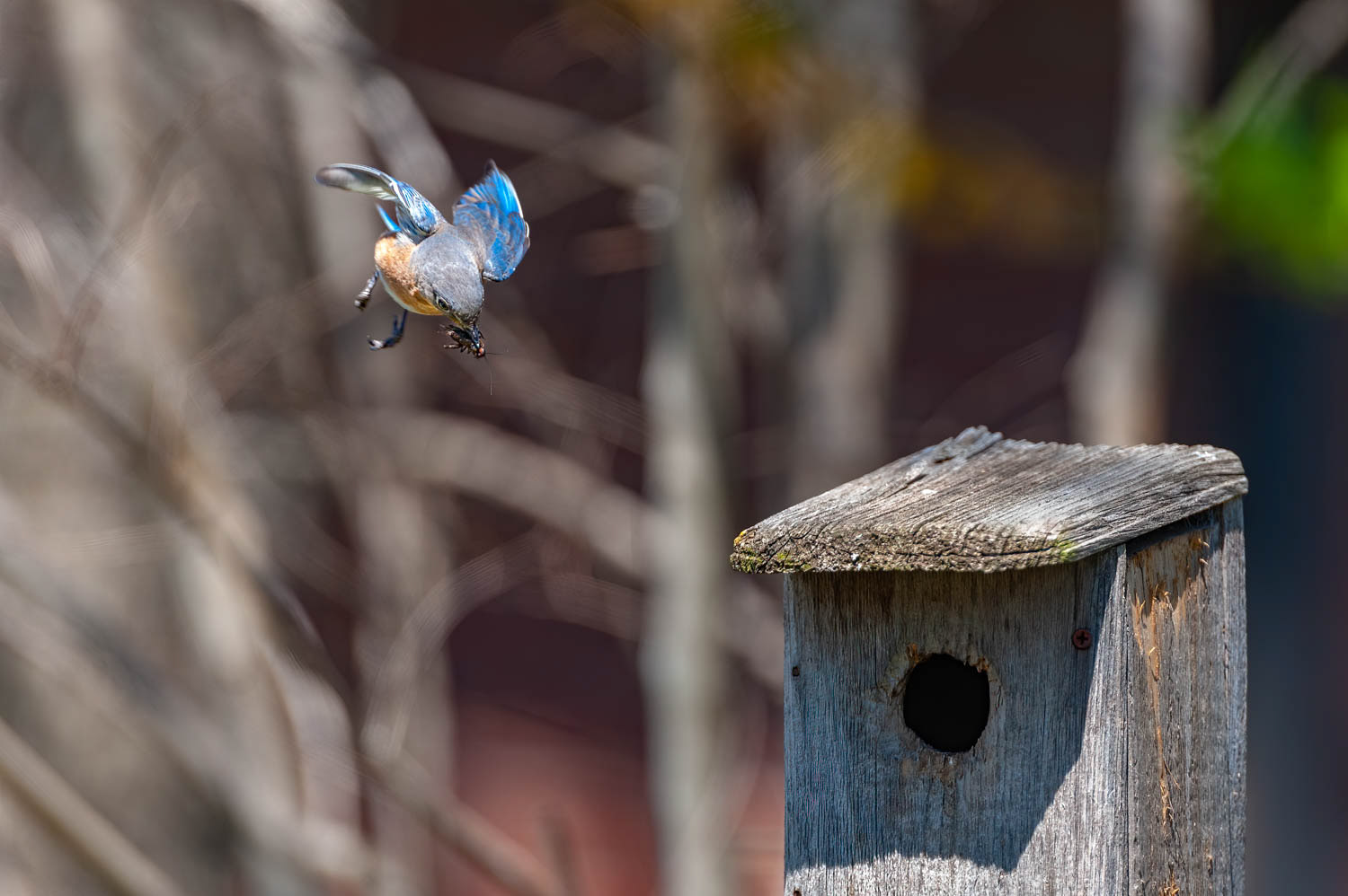 Eastern Bluebird-Female With Cricket