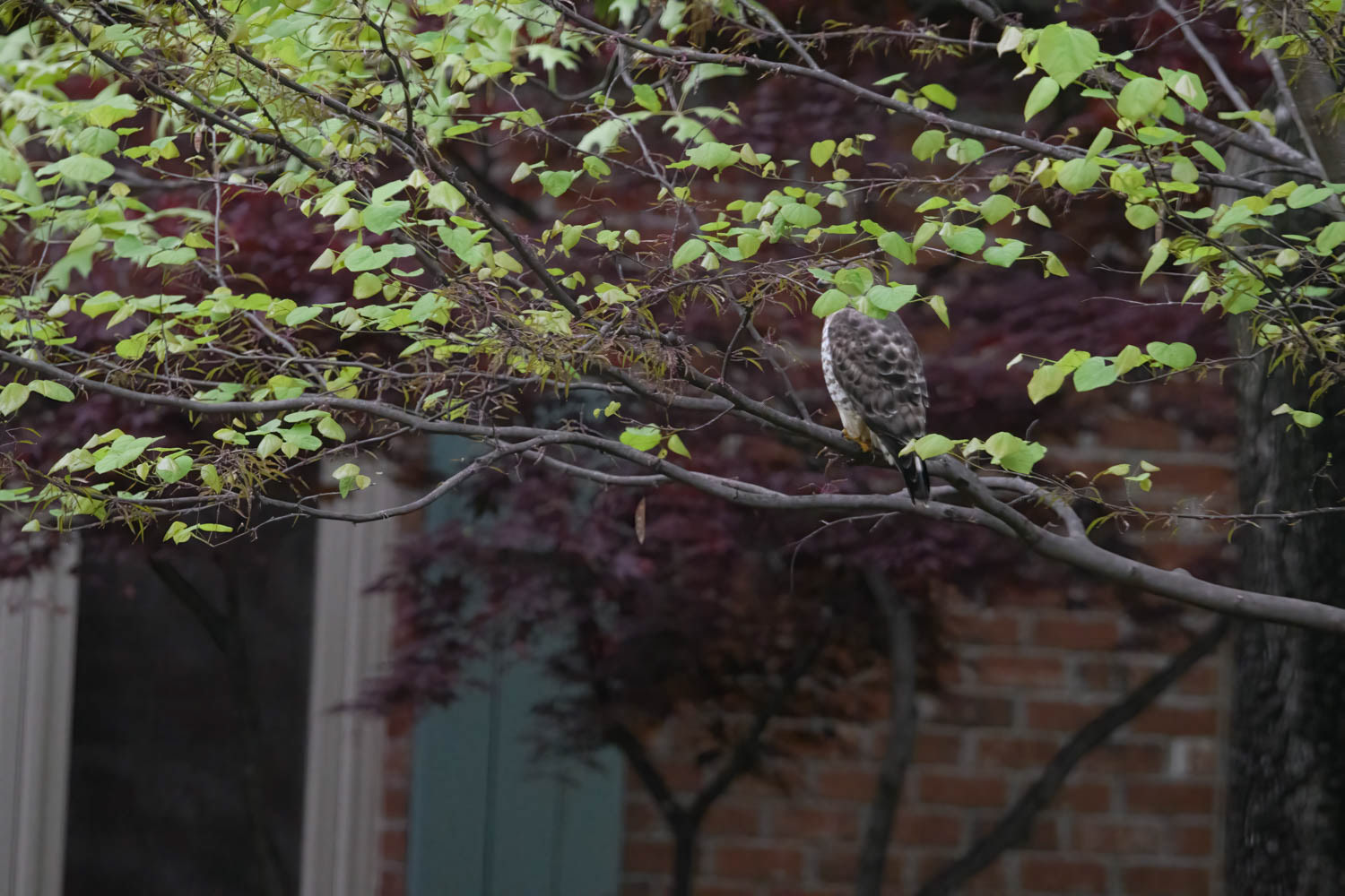Broad-winged Hawk