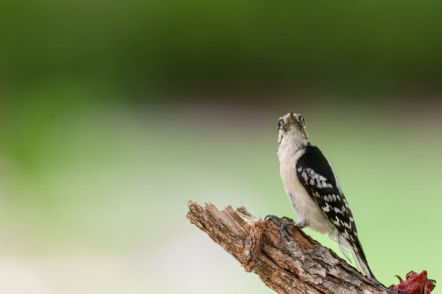 Hairy Woodpecker
