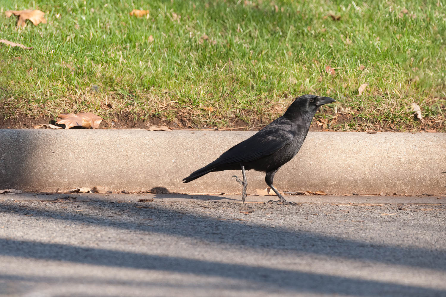 American Crow