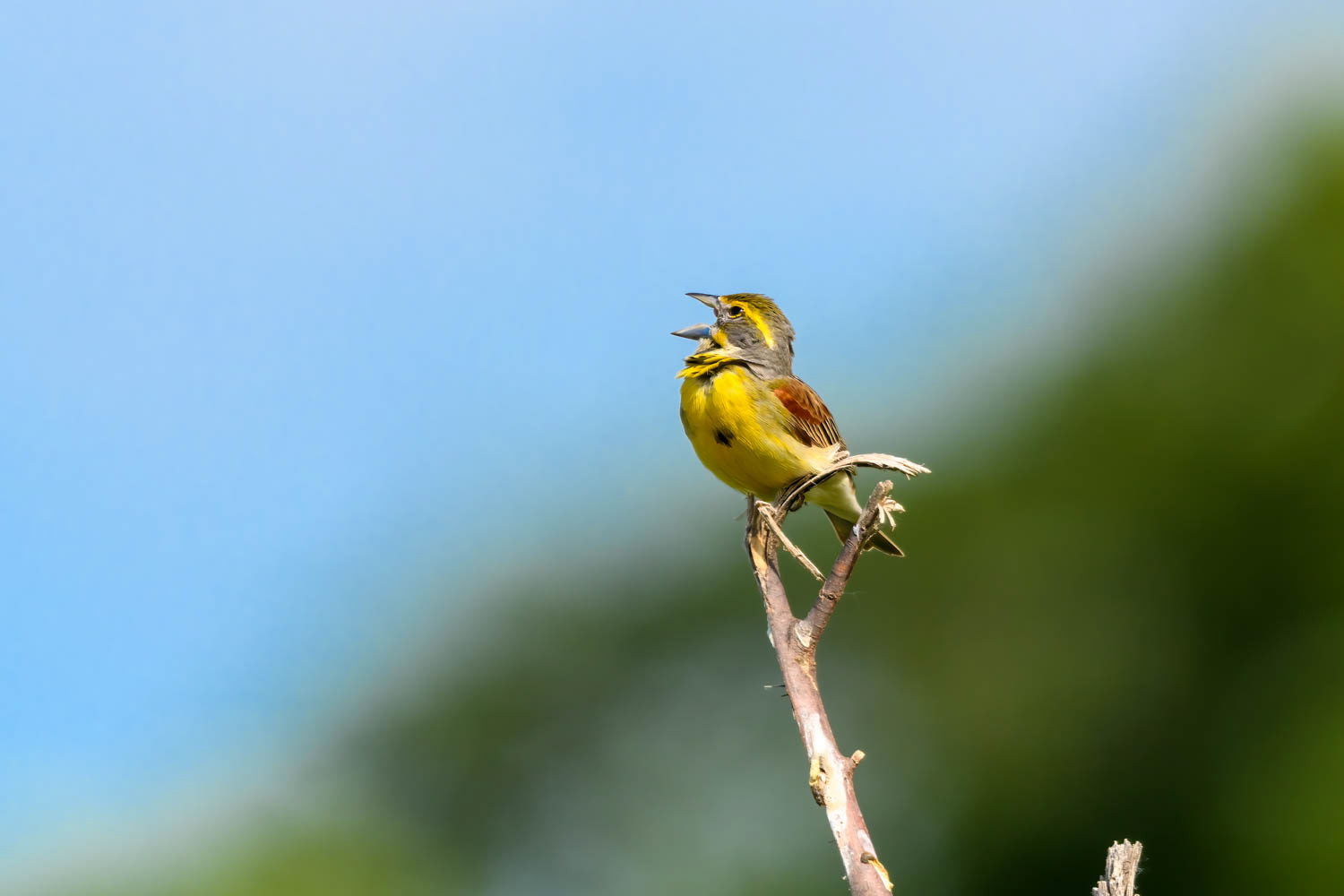 Dickcissel=Male