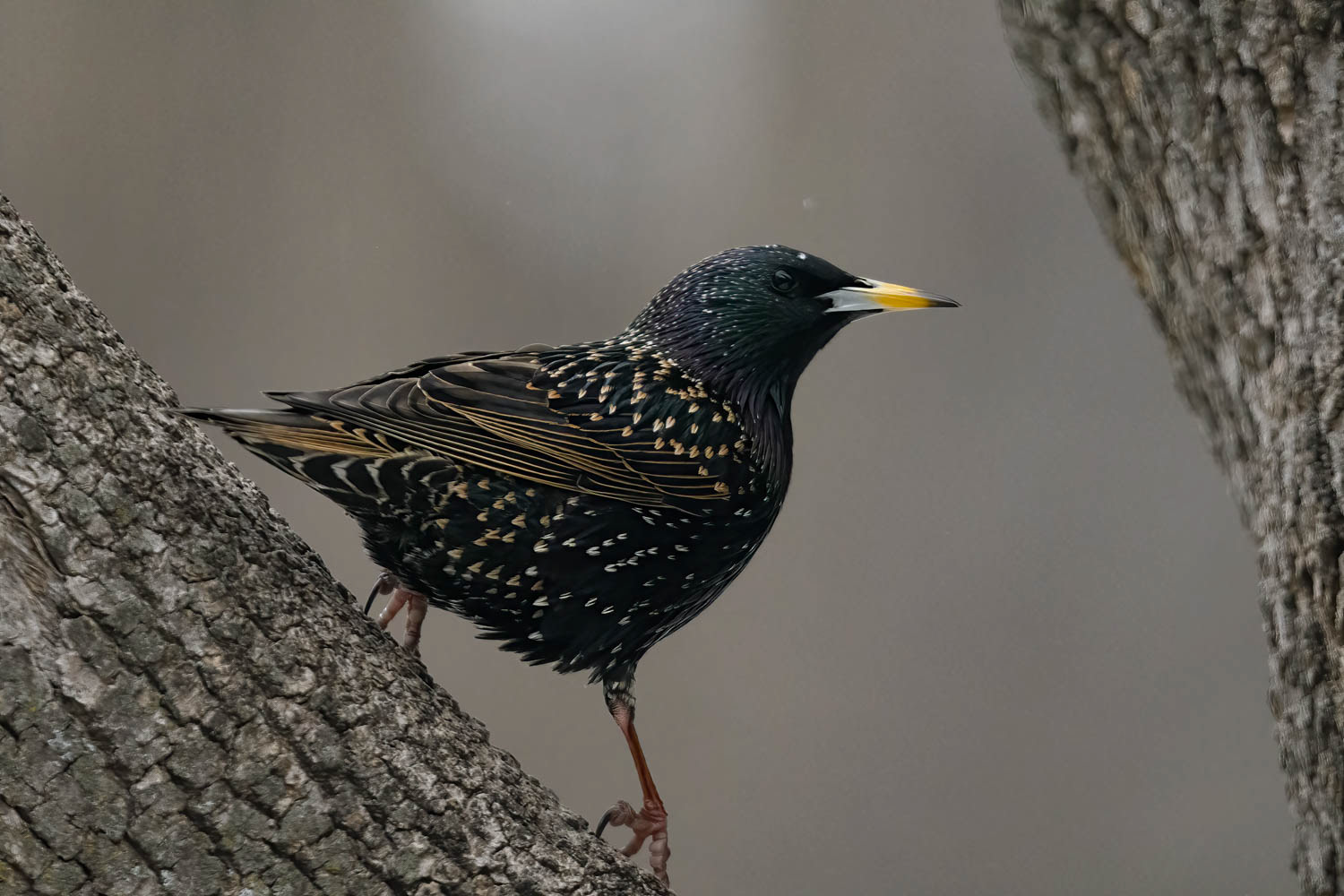 European Starling