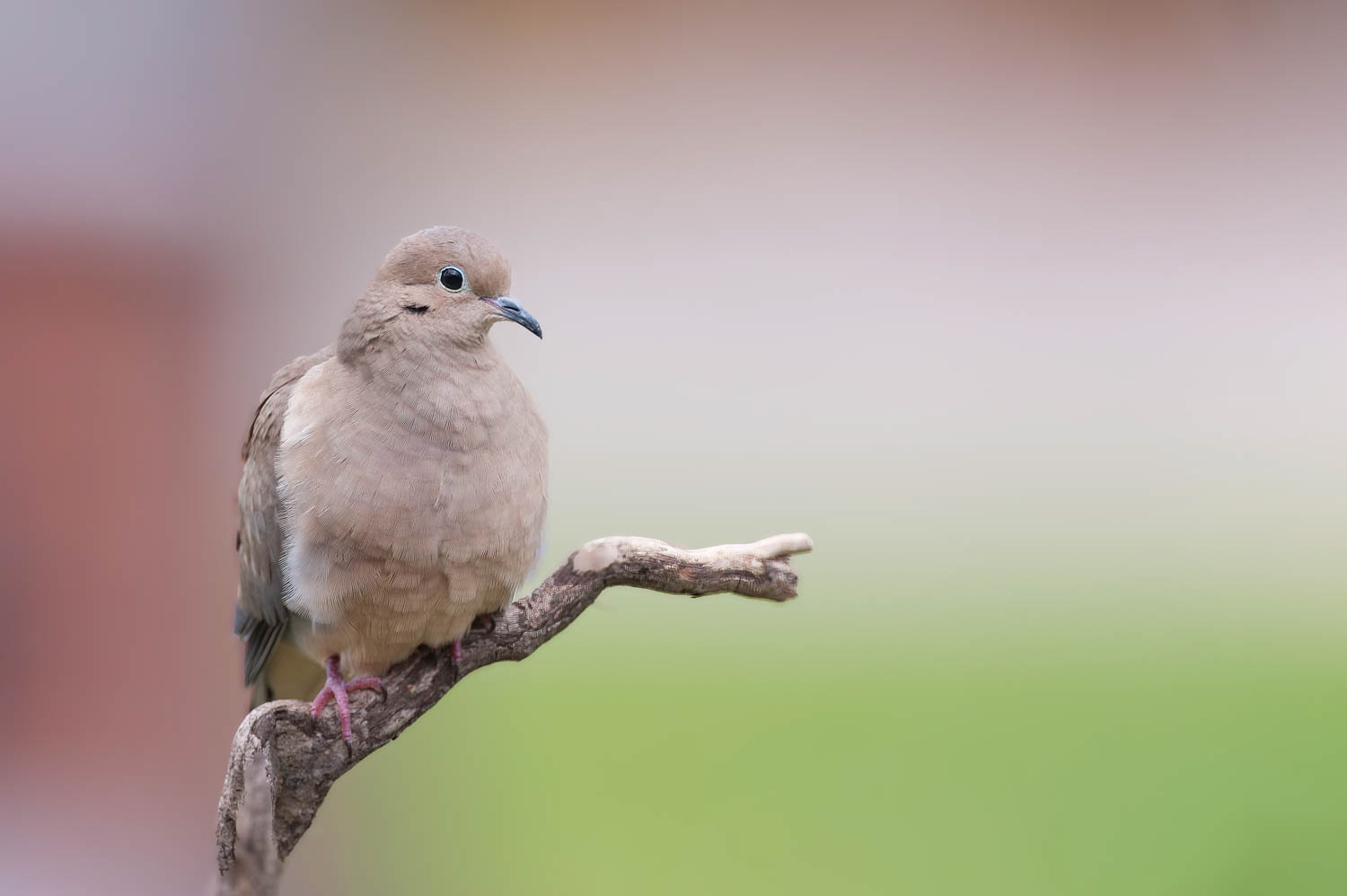 Mourning Dove