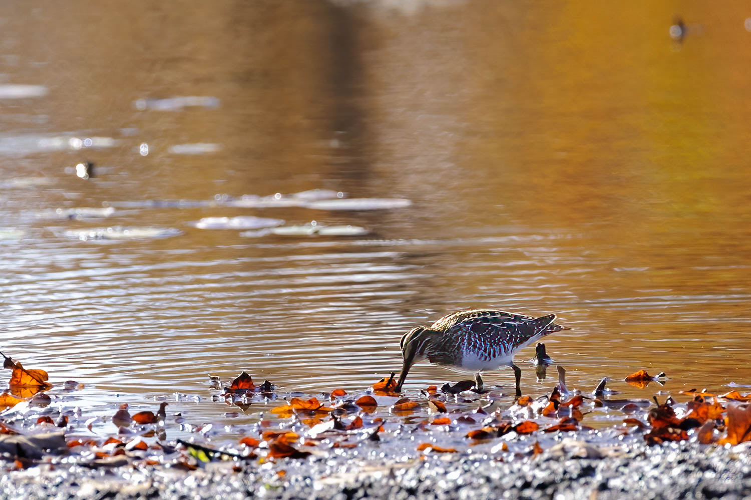 Common Snipe (Wilson's)