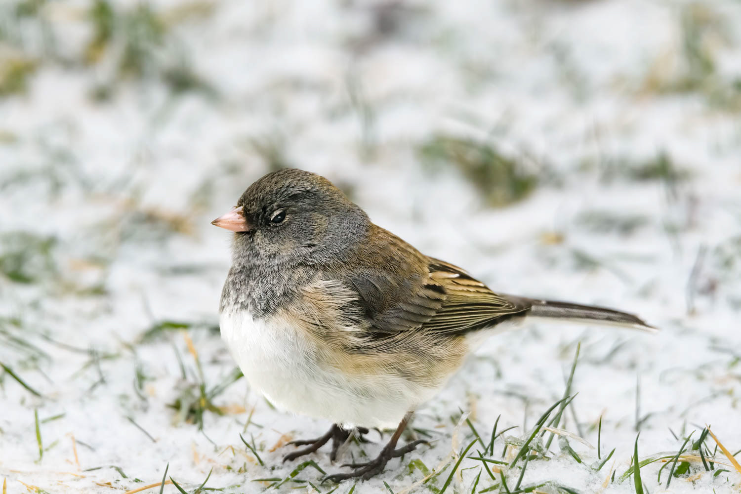 Oregon Junco