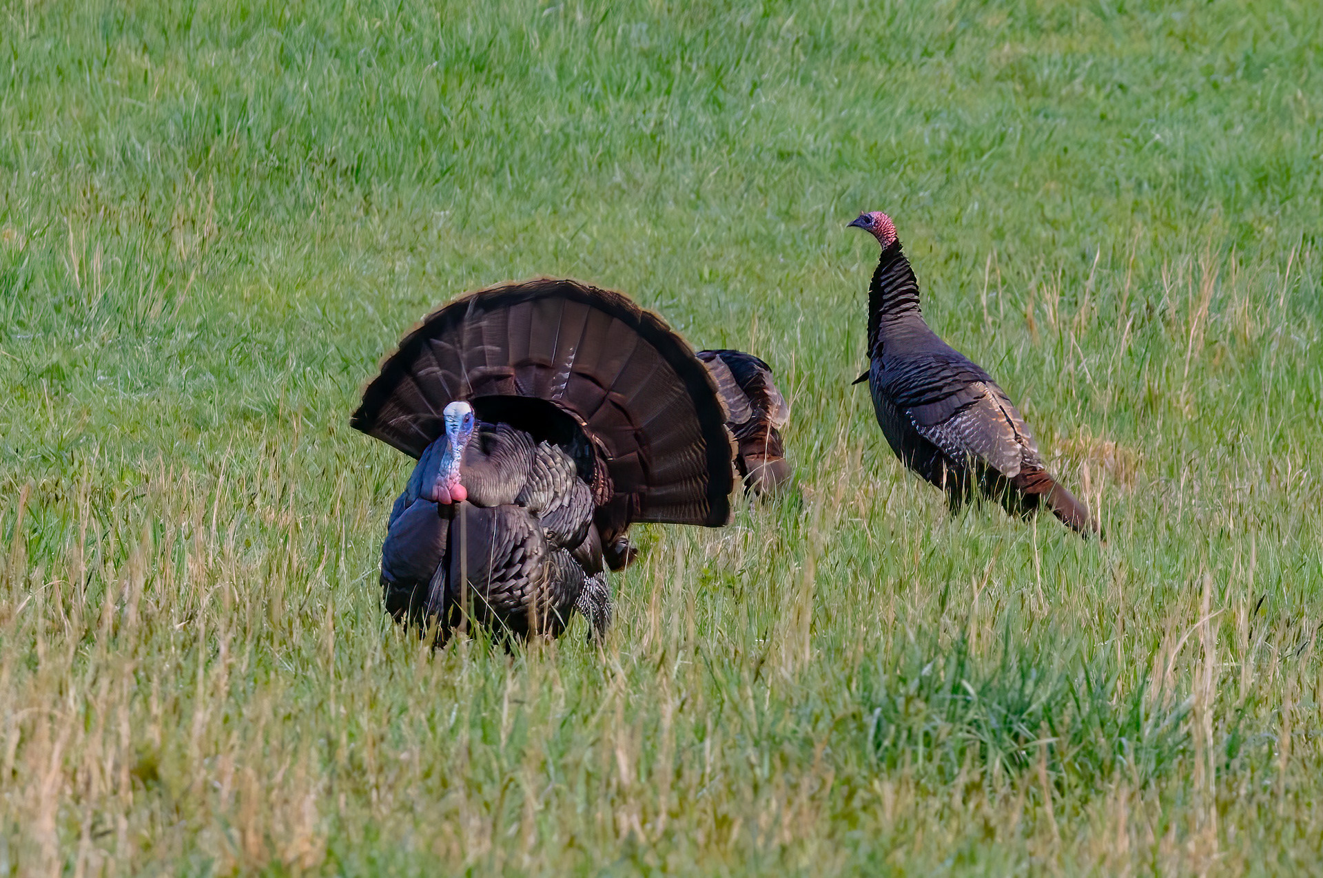 Wild Turkey