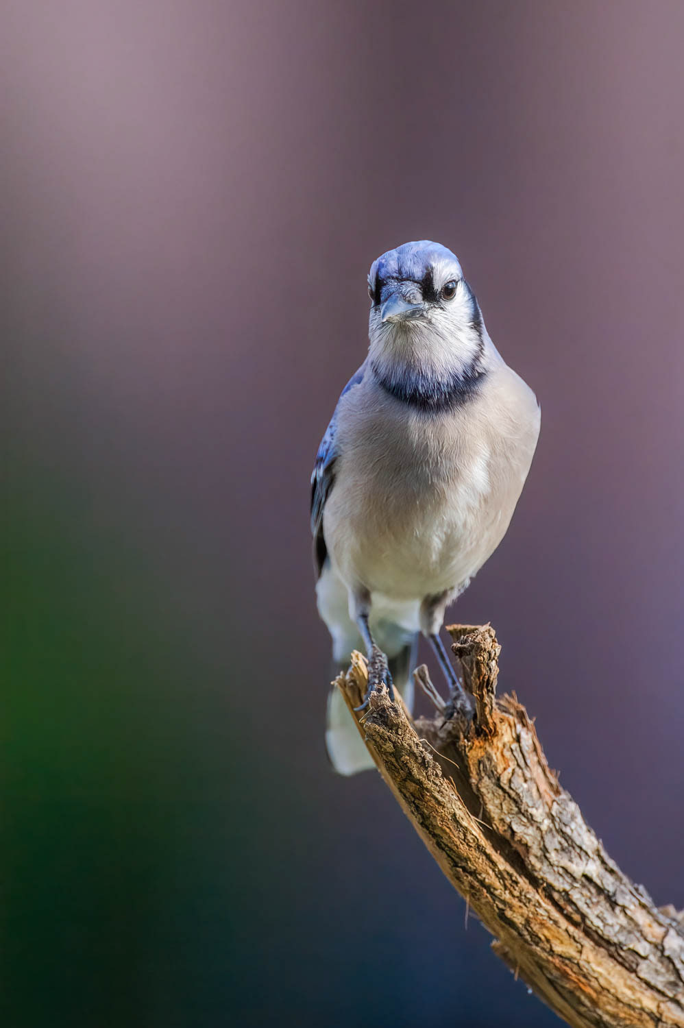 Bluejay