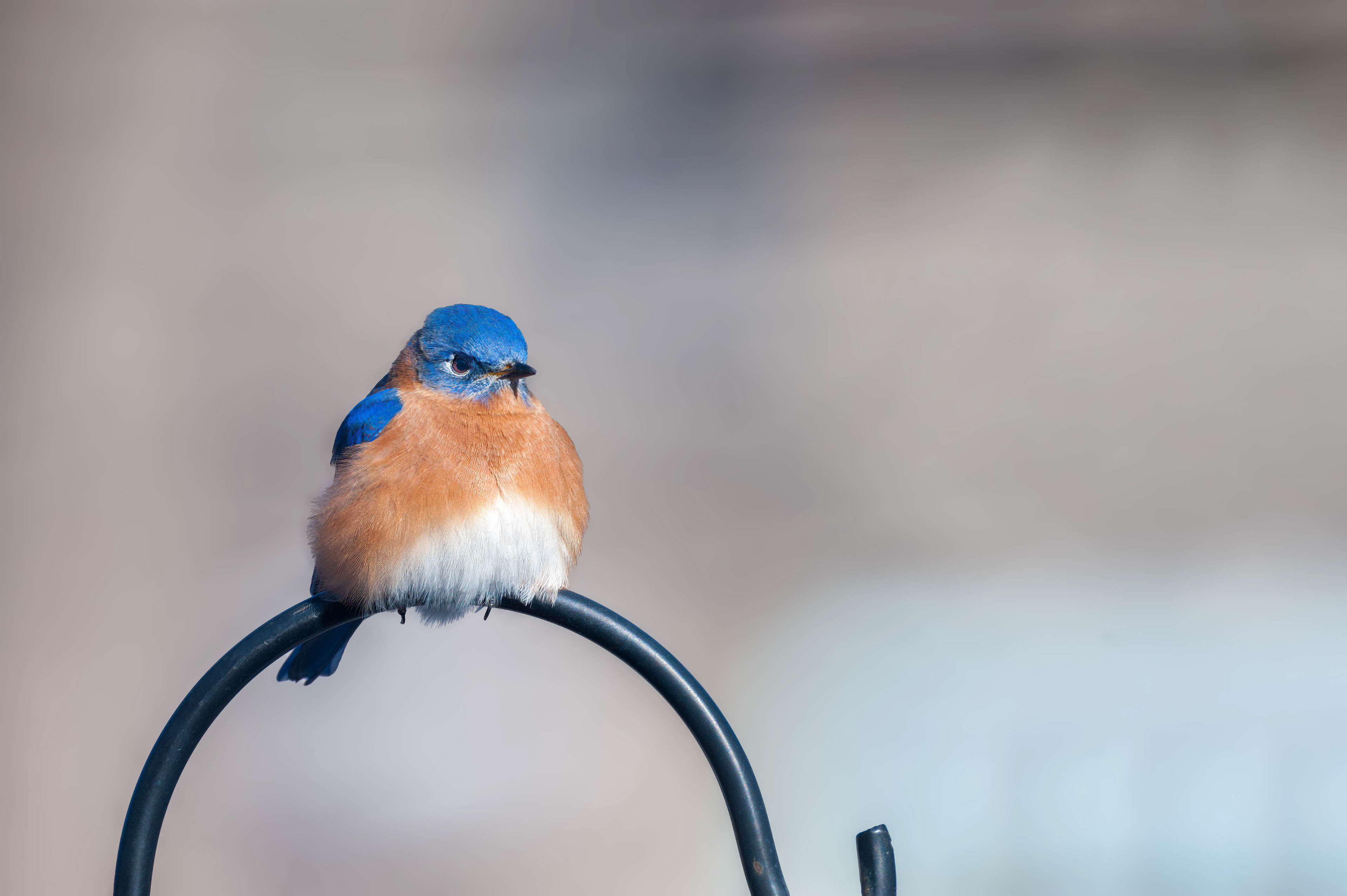 Eastern Bluebird-Male