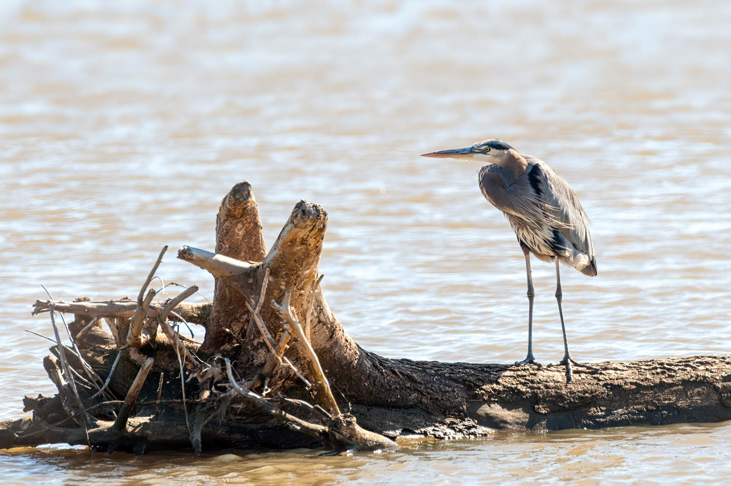 Great Blue Heron