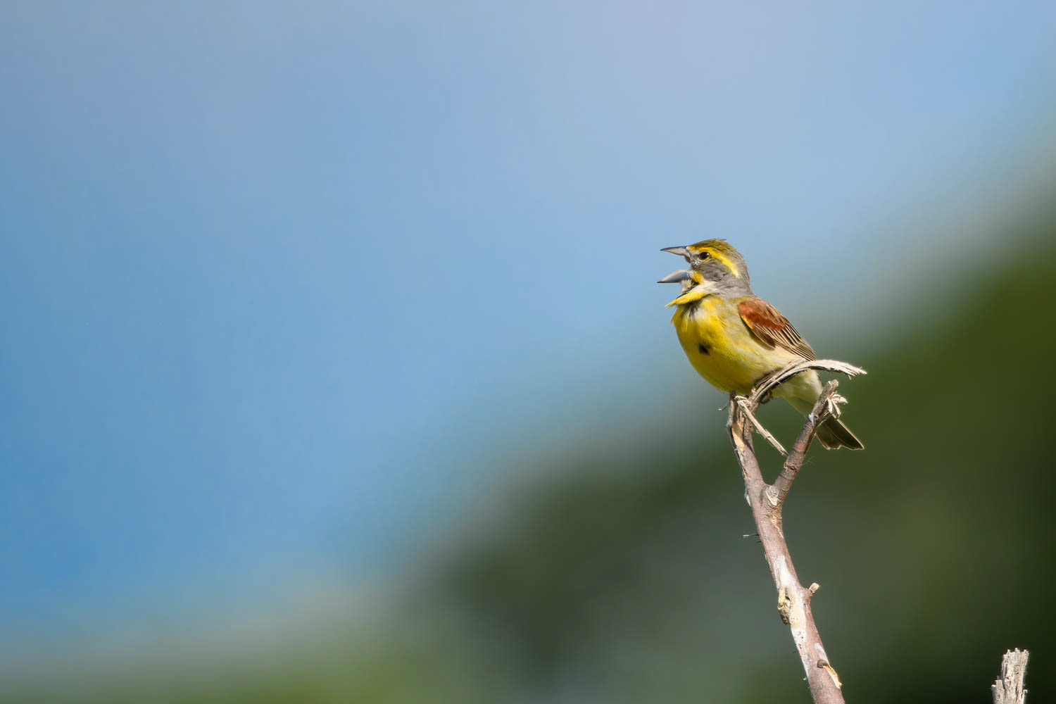 Dickcissel=Male