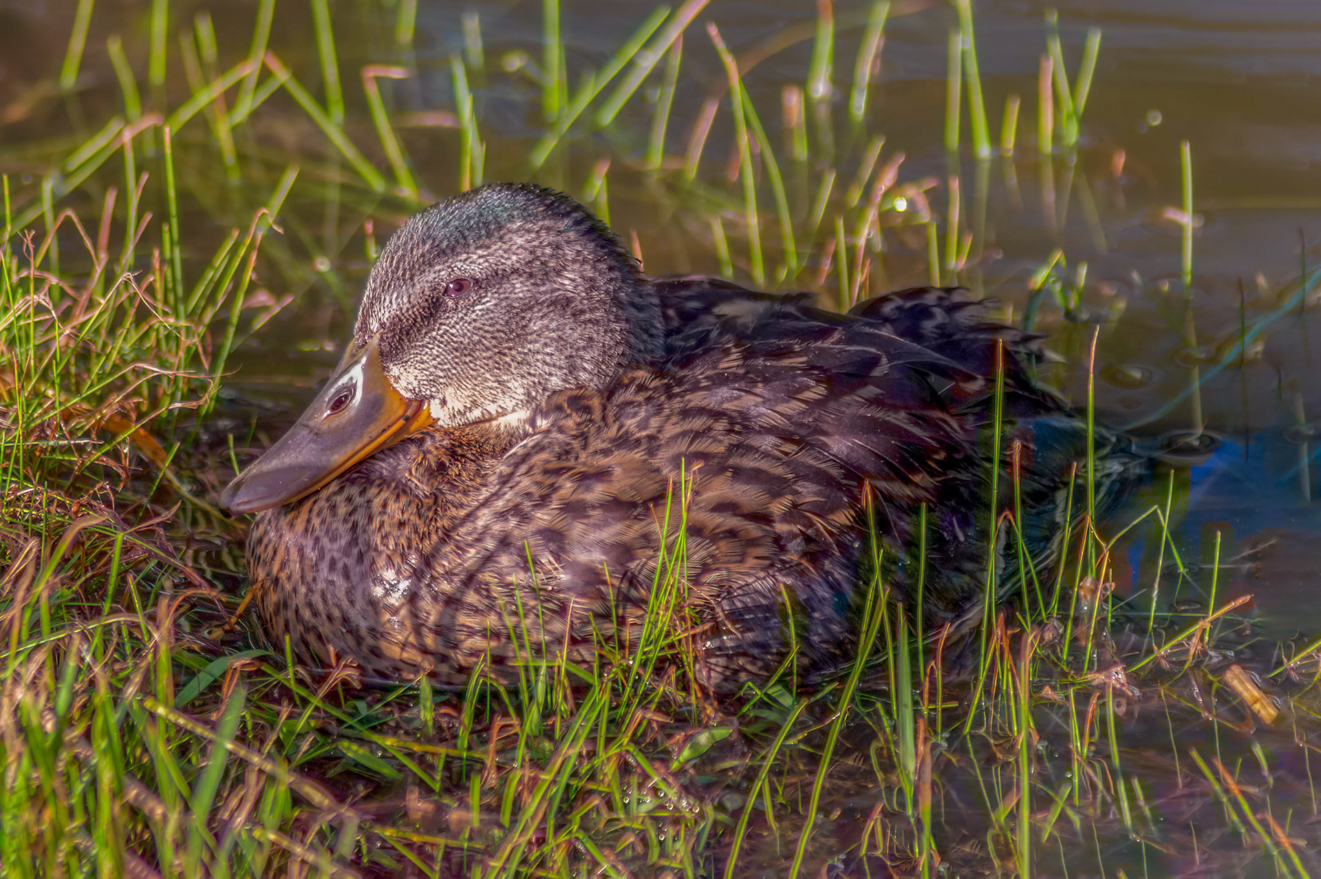 Mallard Hen