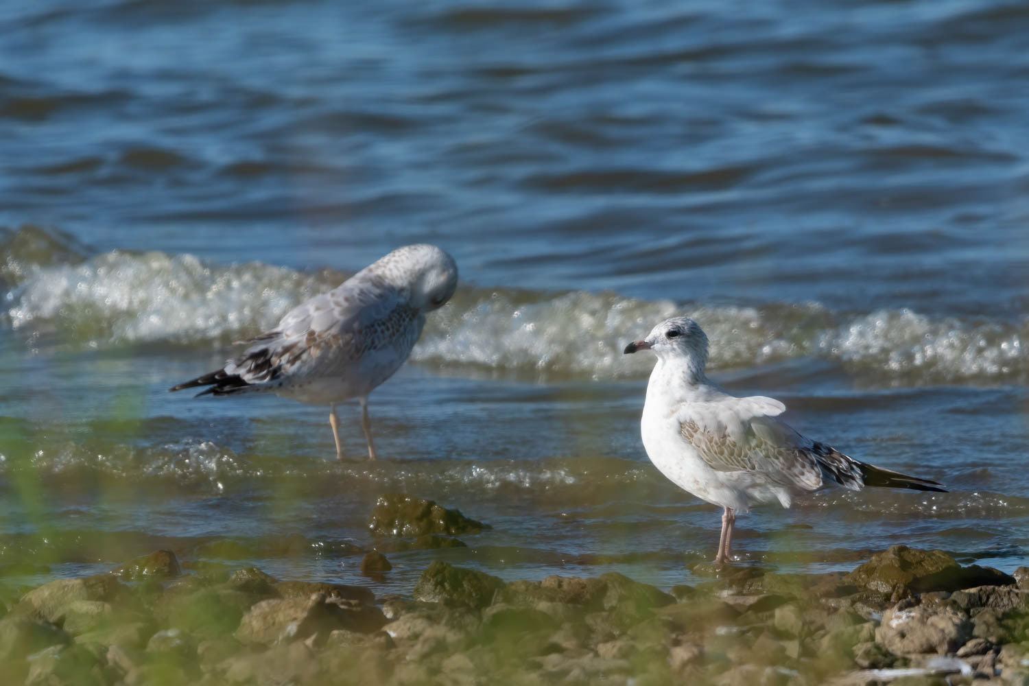 Ring-billed Gull