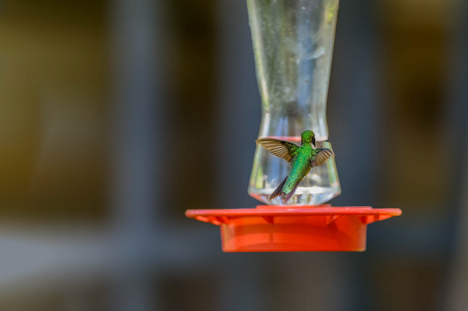 Ruby-throated Humming Bird