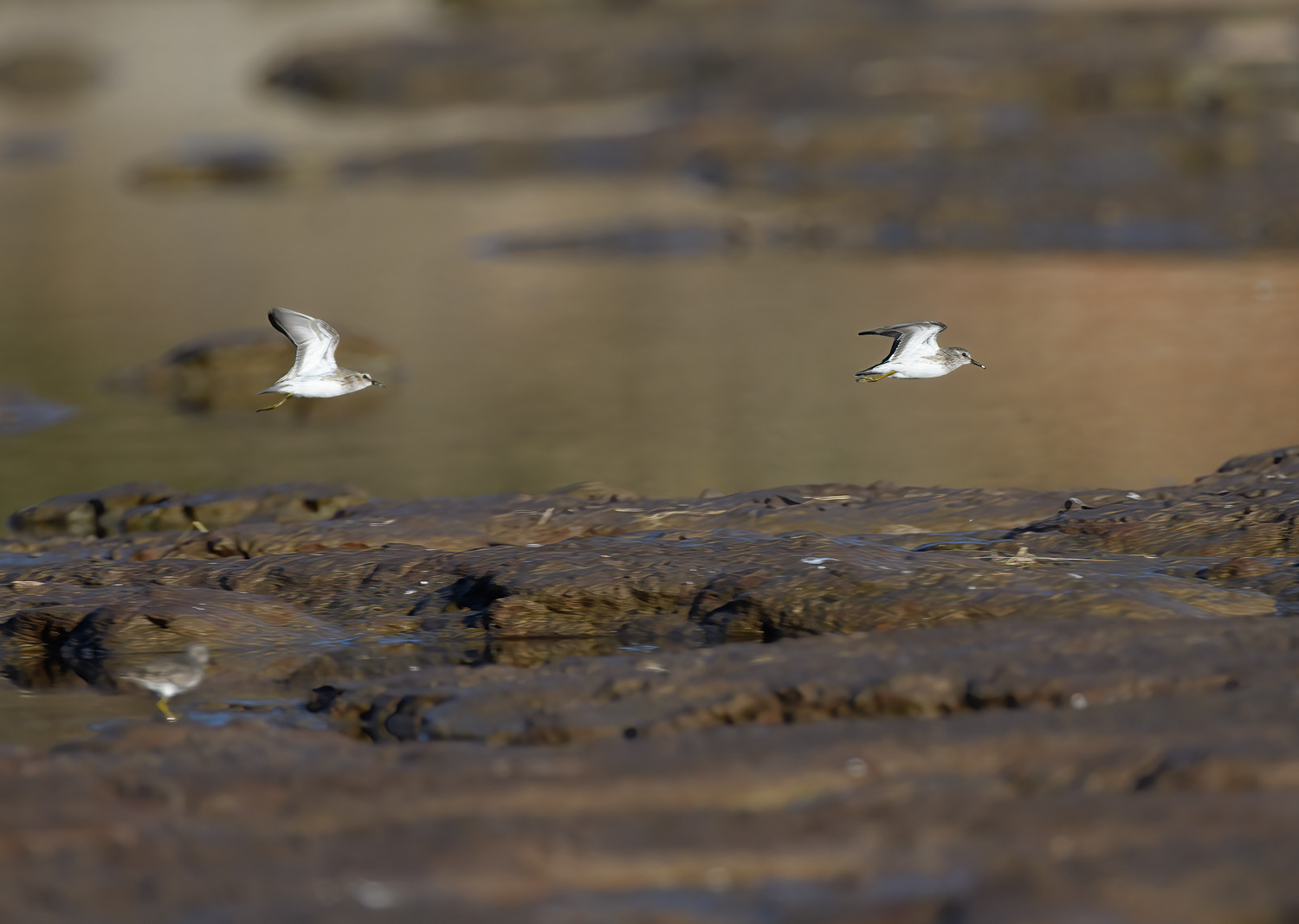 Least Sandpiper