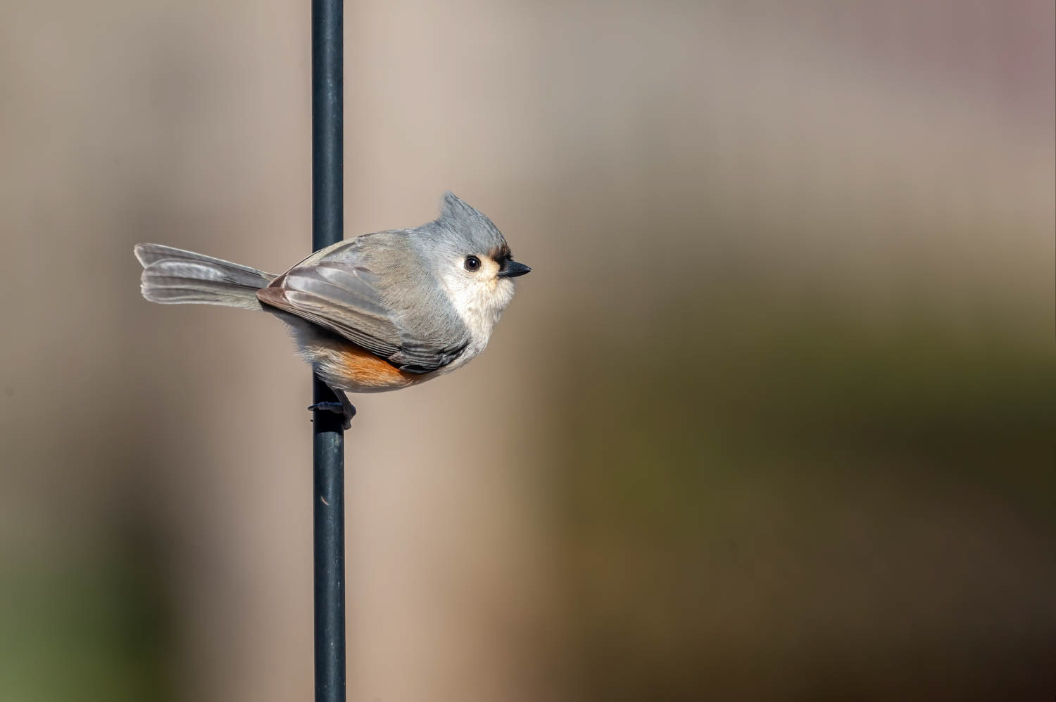 Tufted Titmouse