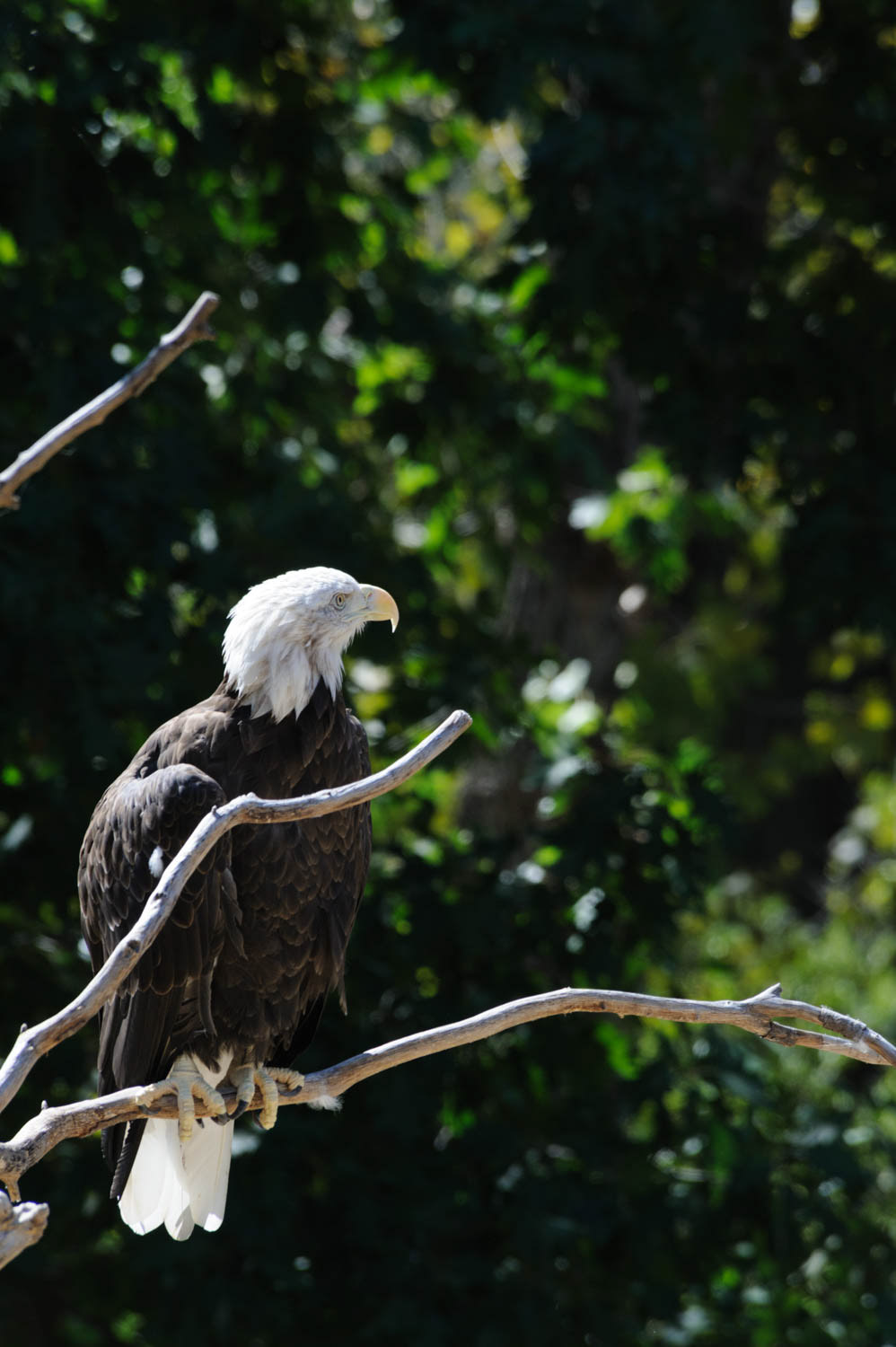 Bald Eagle