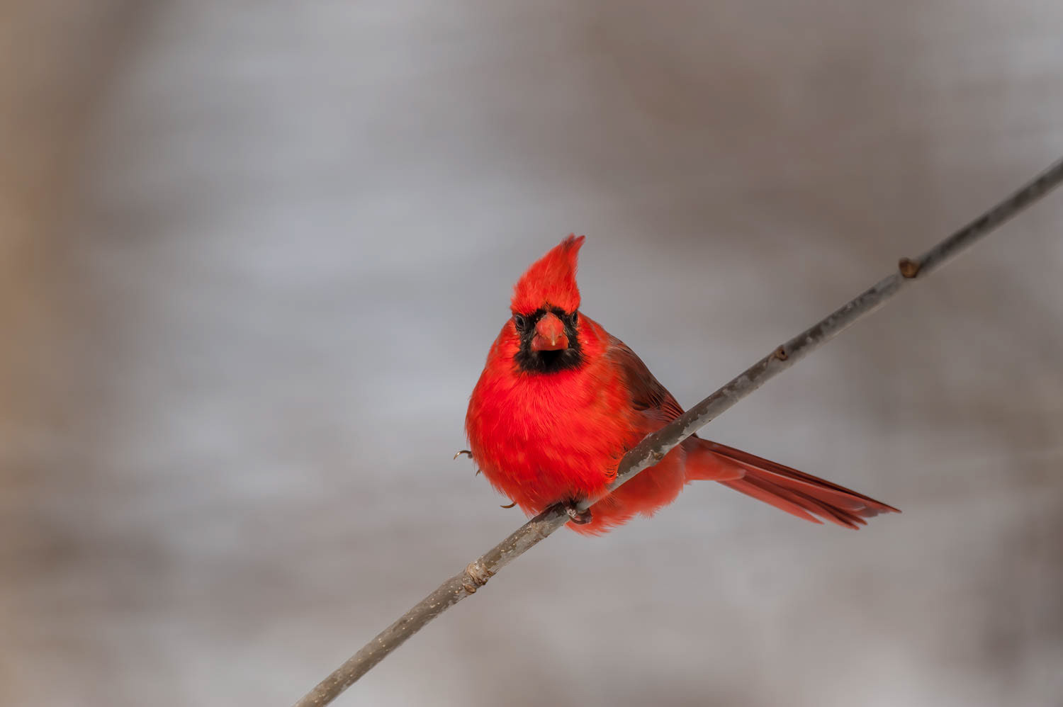 Northern Cardinal-Male