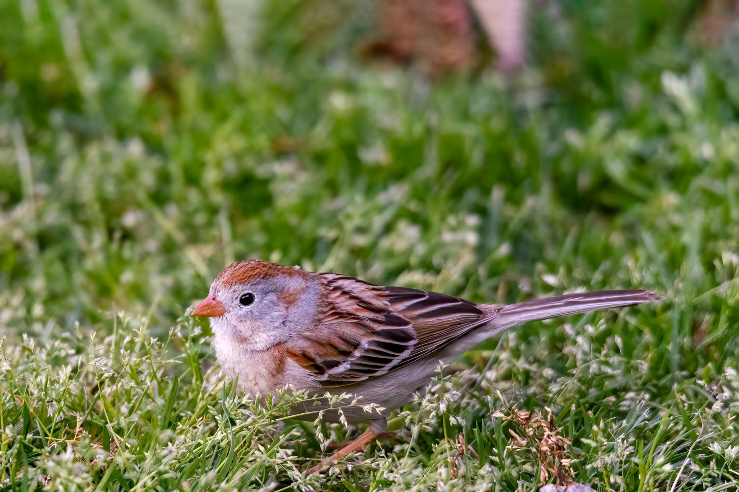 Chipping Sparrow
