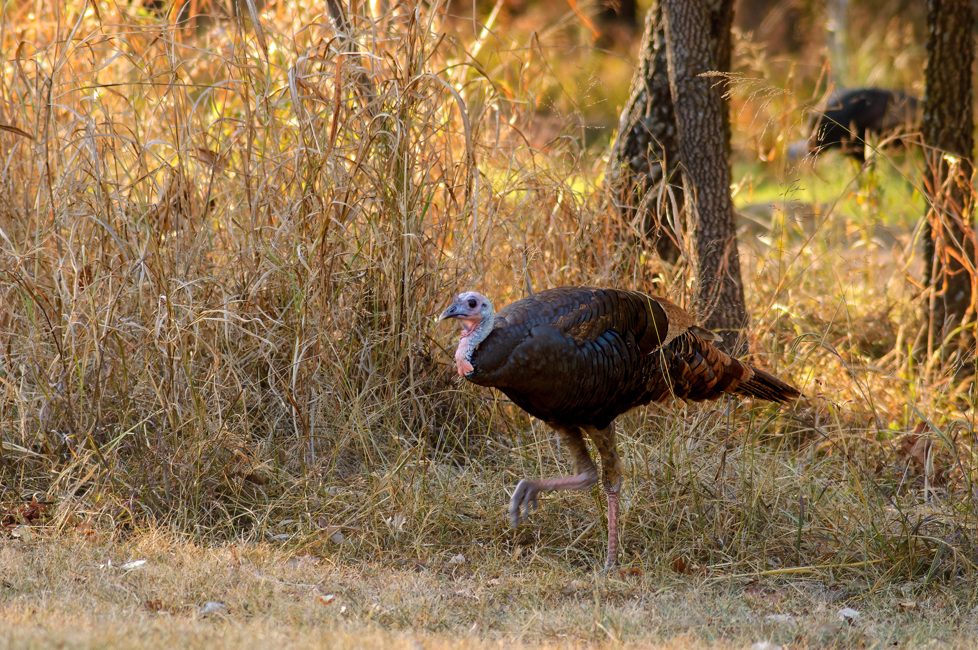 Wild Turkey