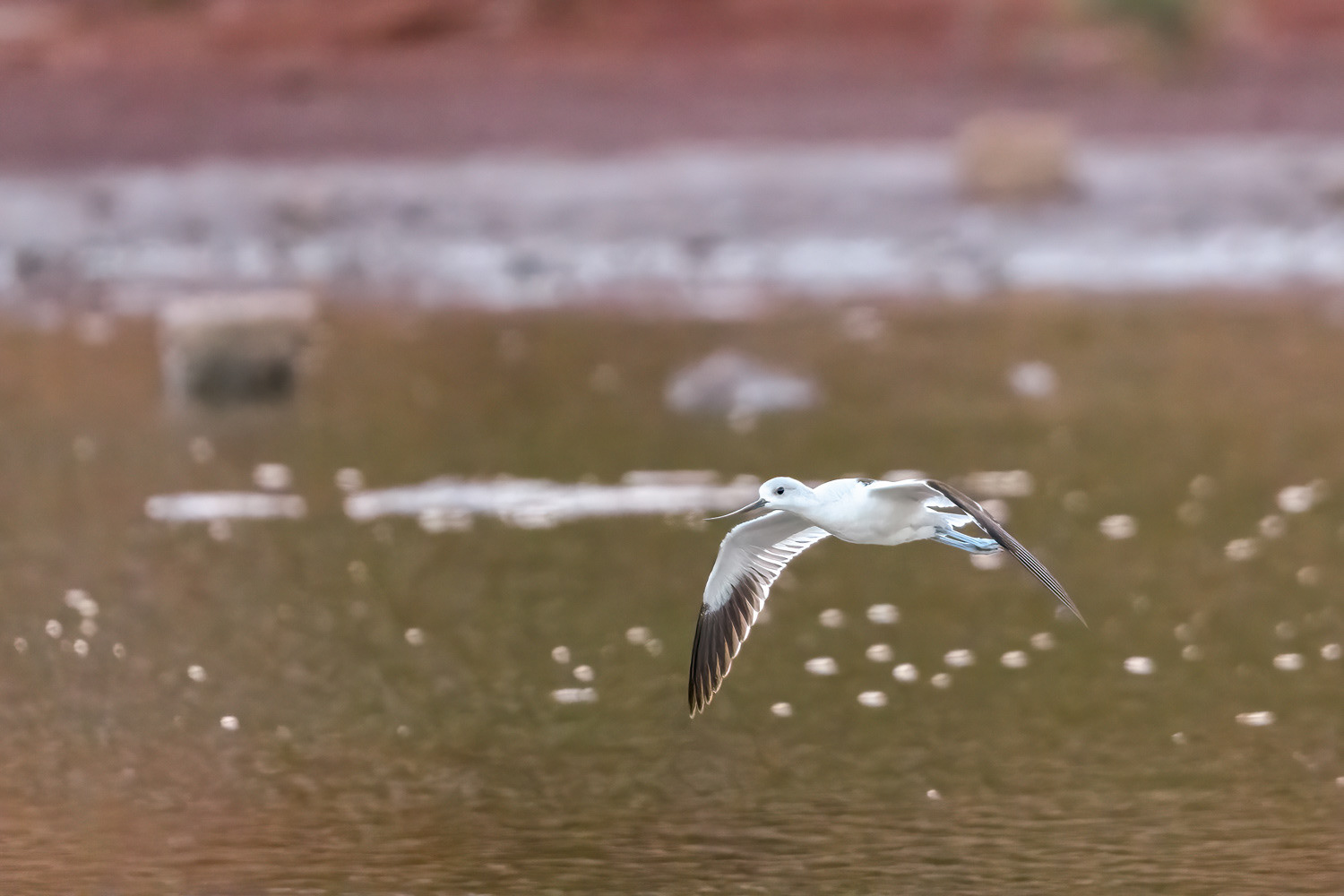 American Avocets