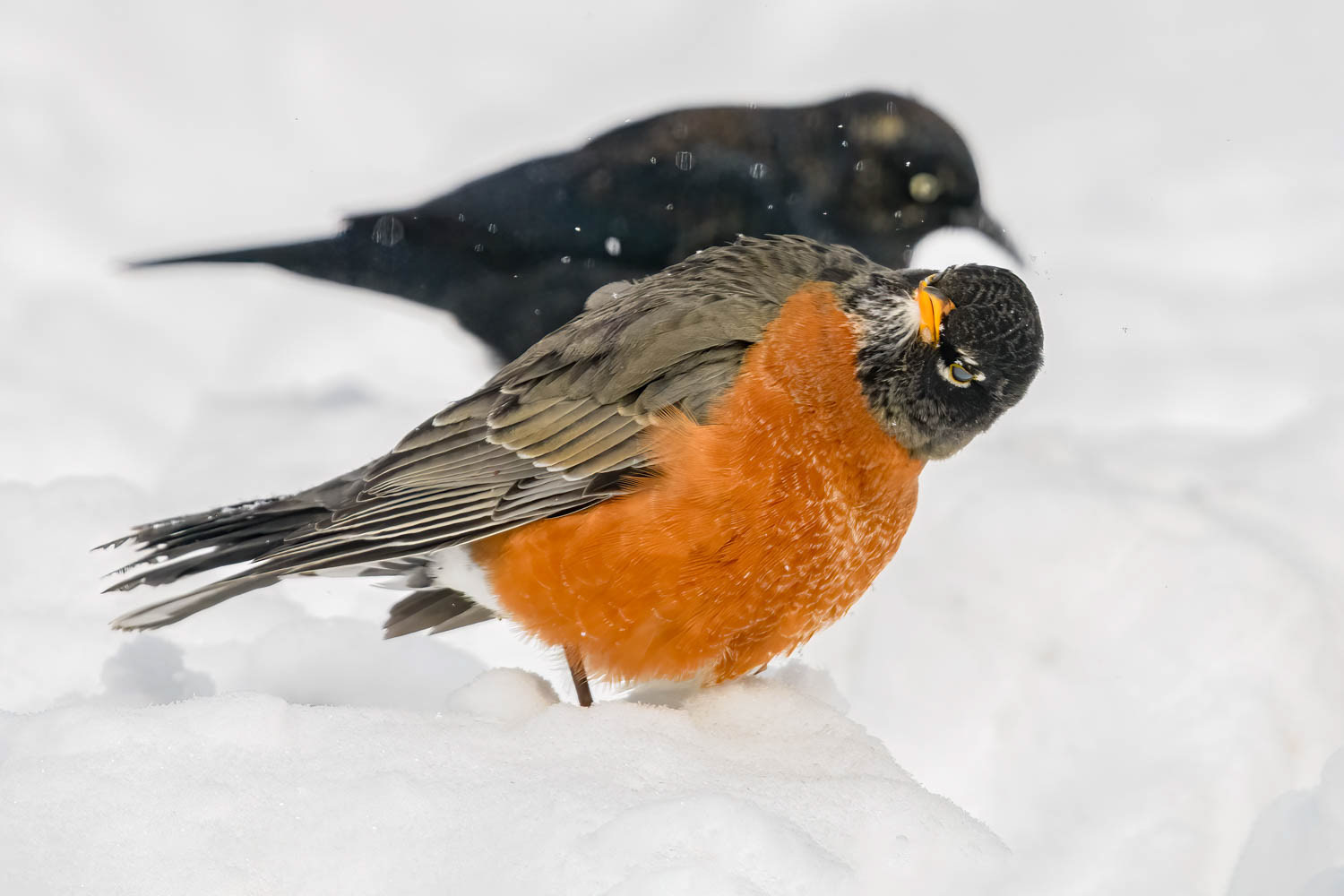 American Robin