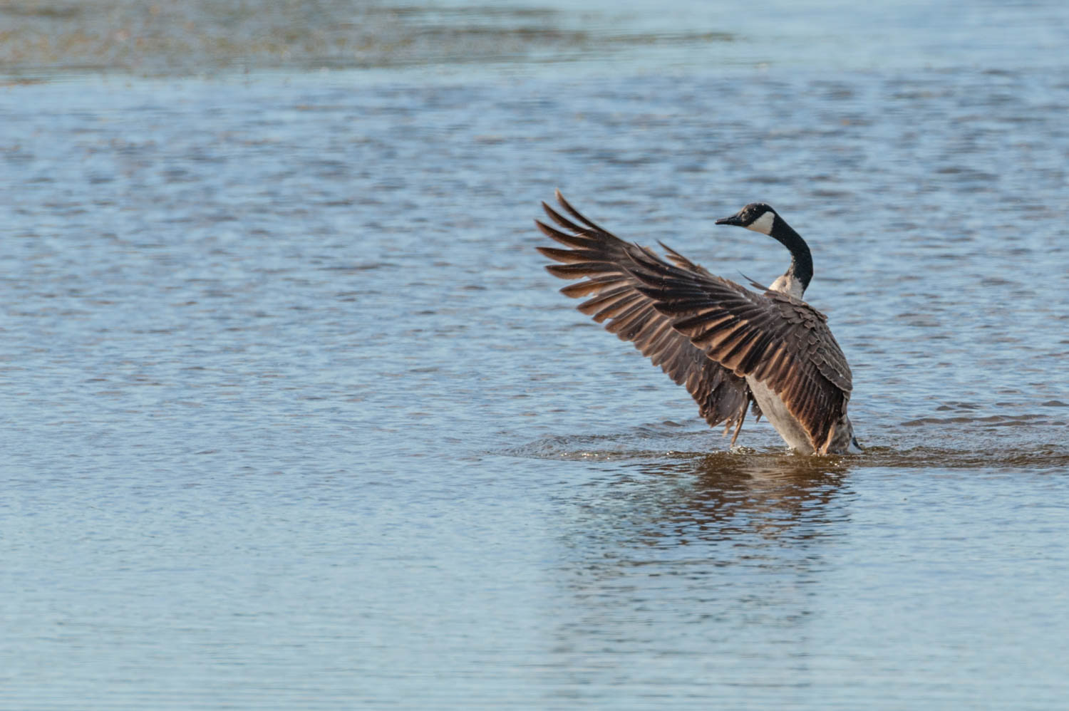 Canada Goose