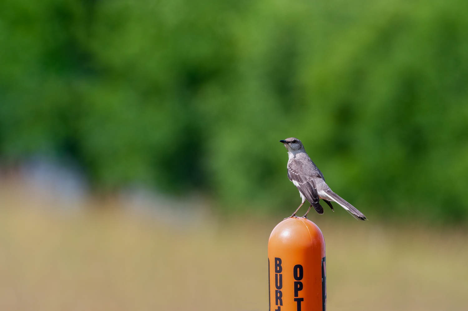 Northern Mockingbird