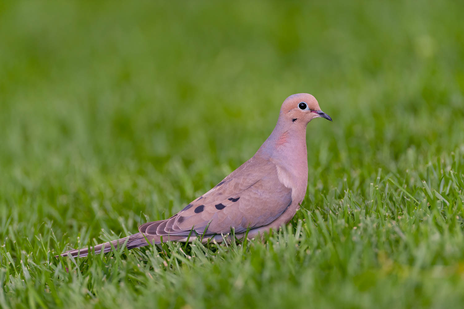 Mourning Dove