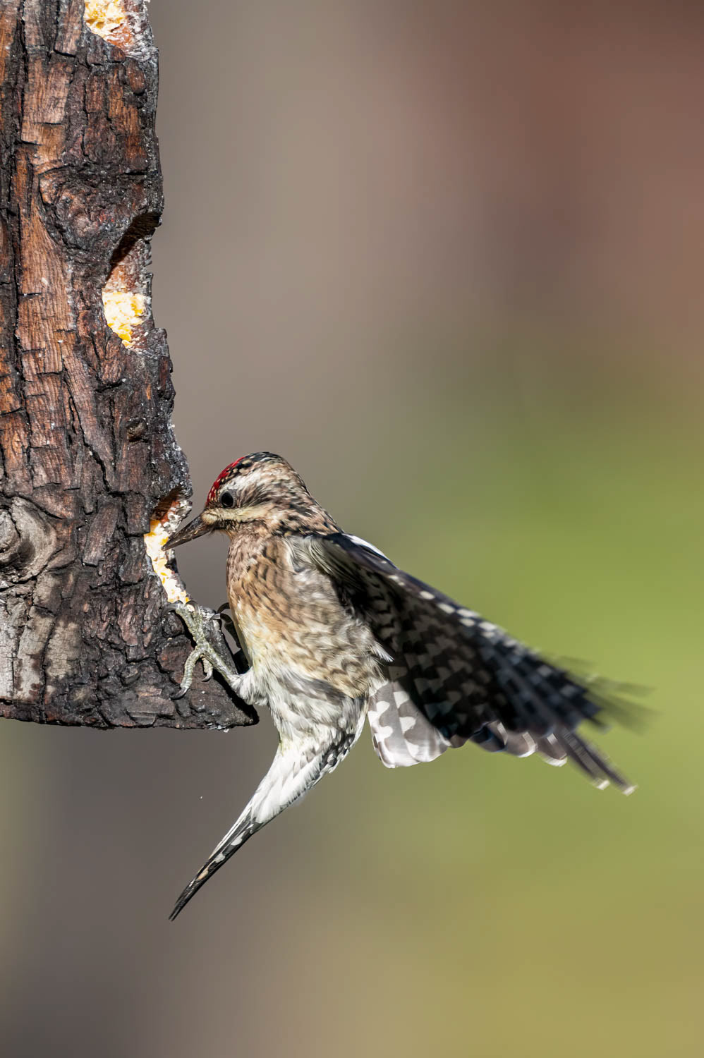 Yellow-bellied Sapsucker