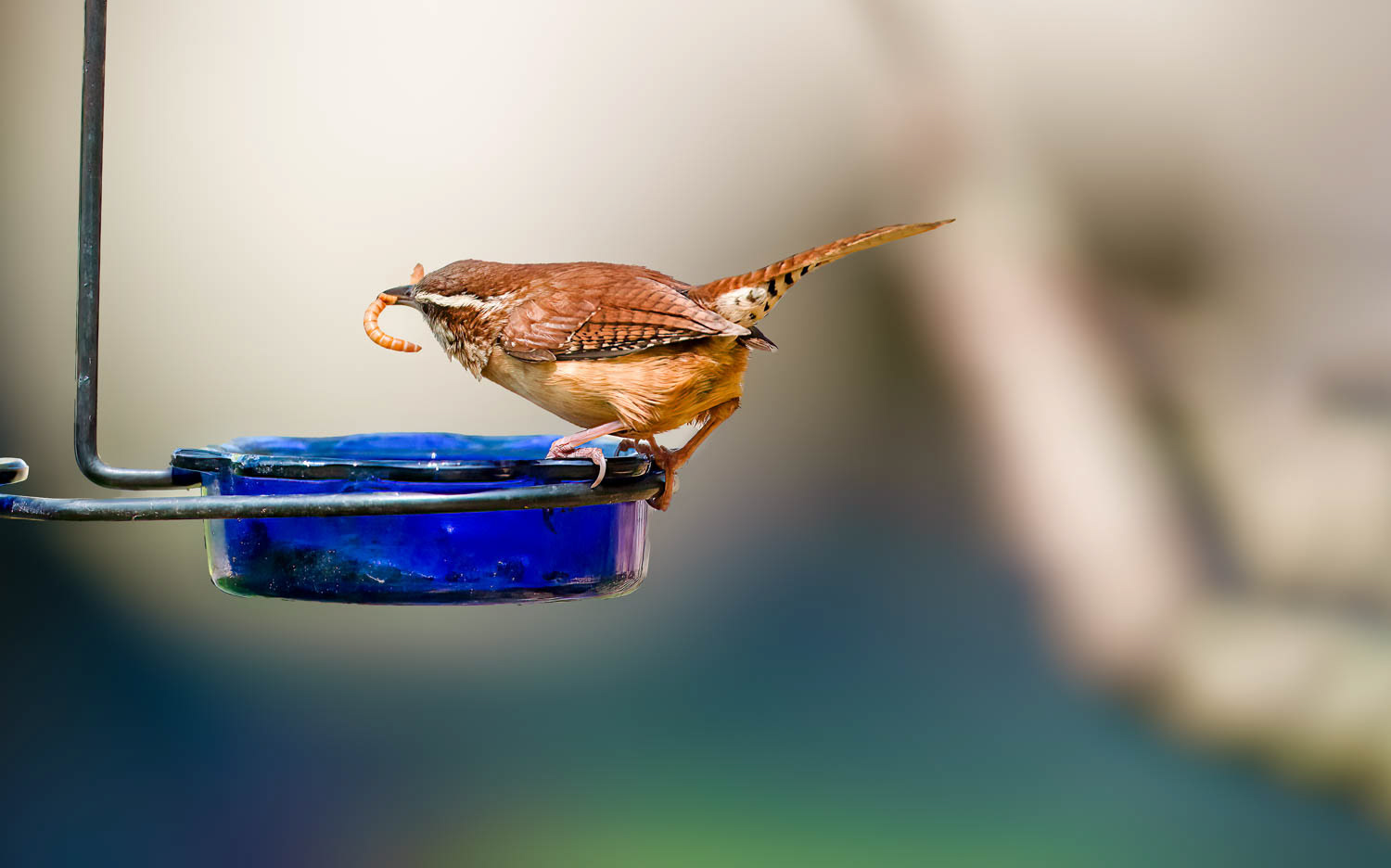Carolina Wren