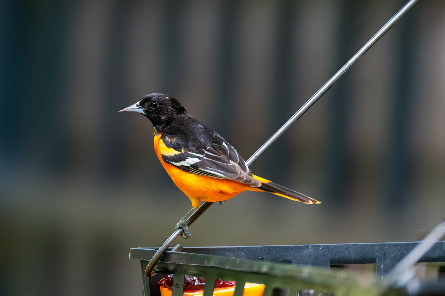 Baltimore Oriole