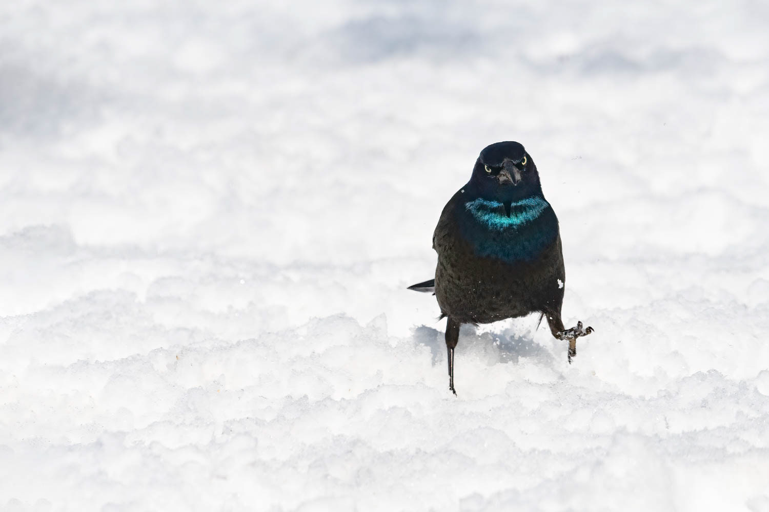 Common Grackle