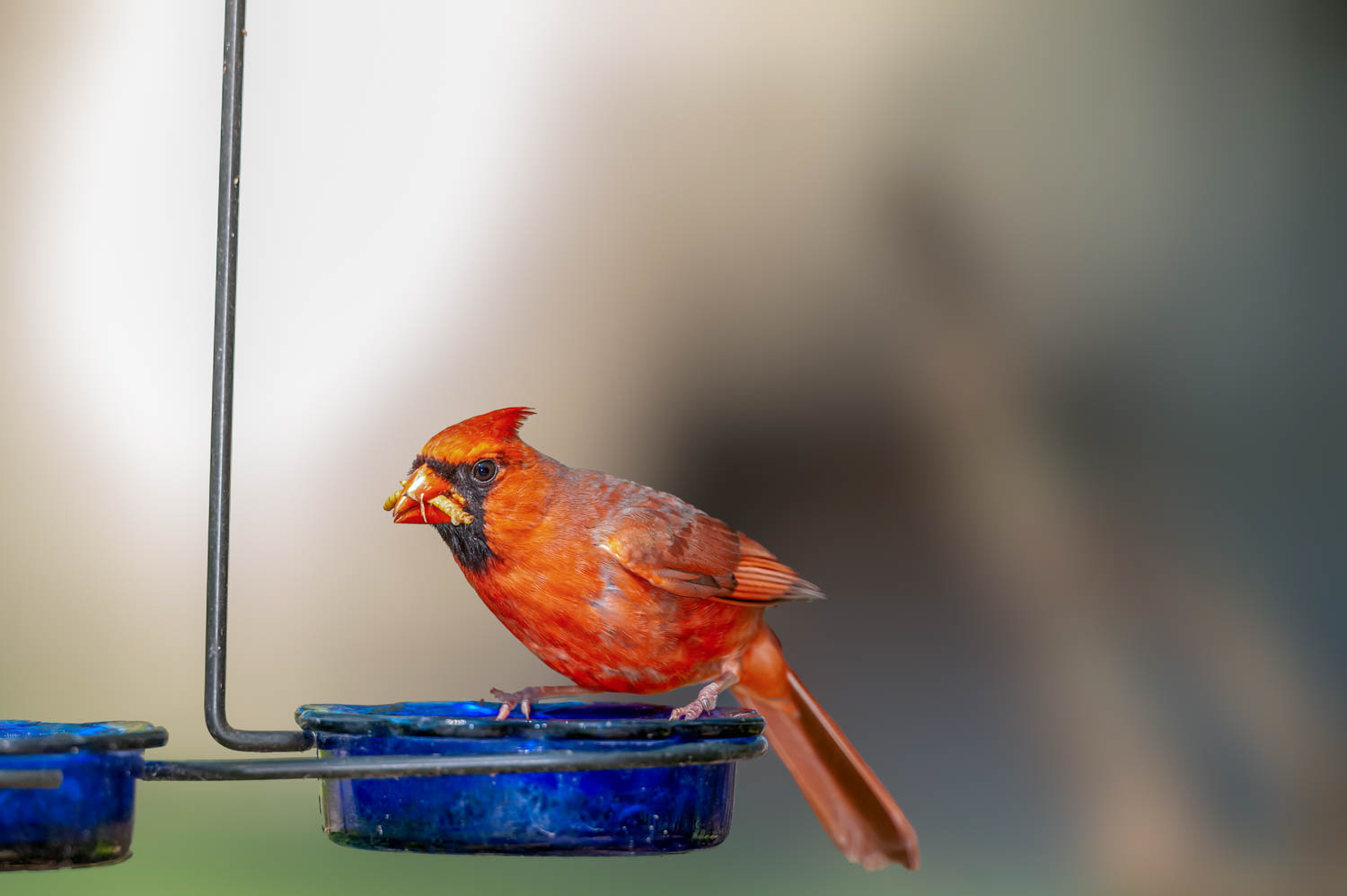 Northern Cardinal - Male
