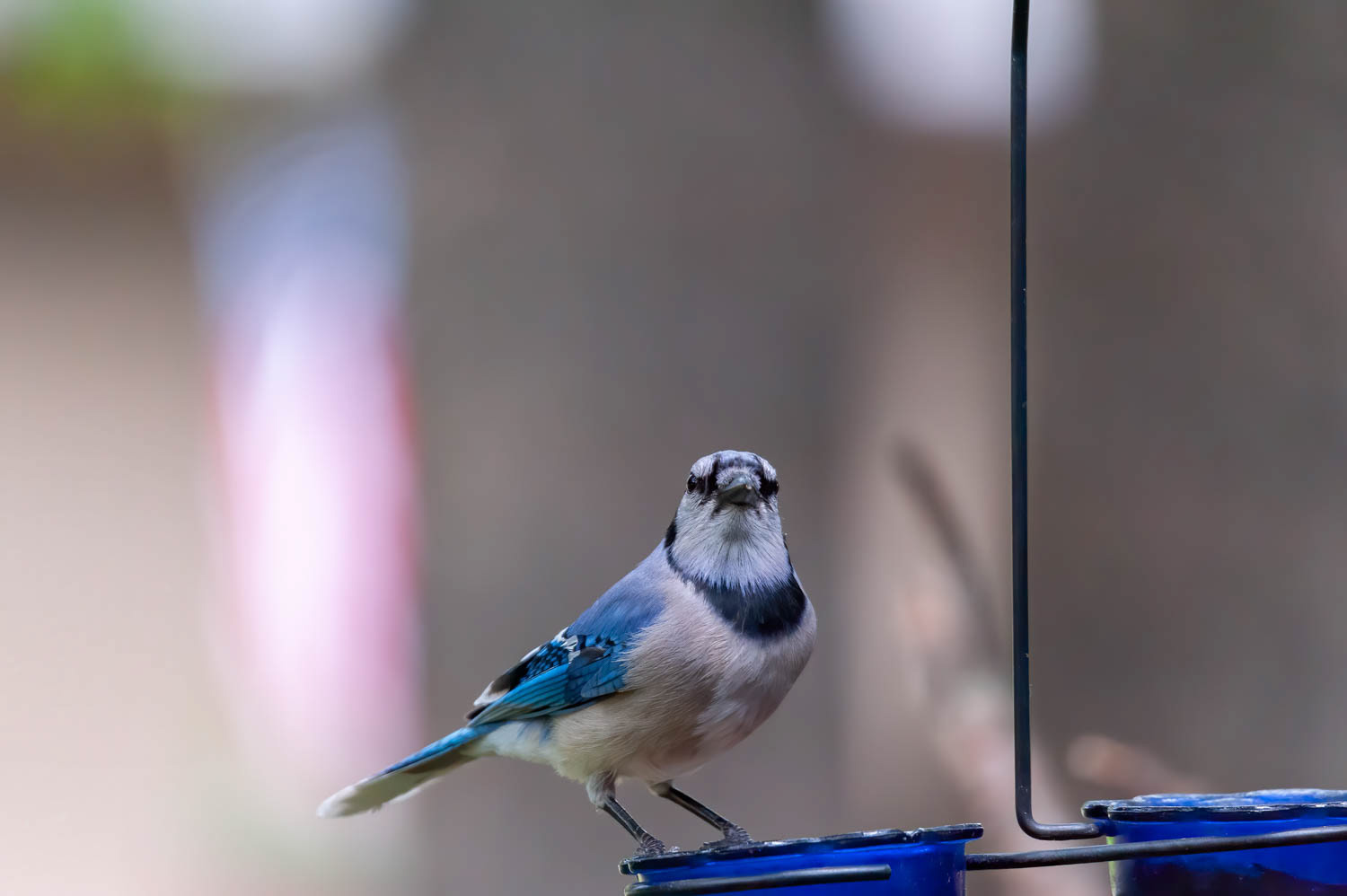 Bluejay