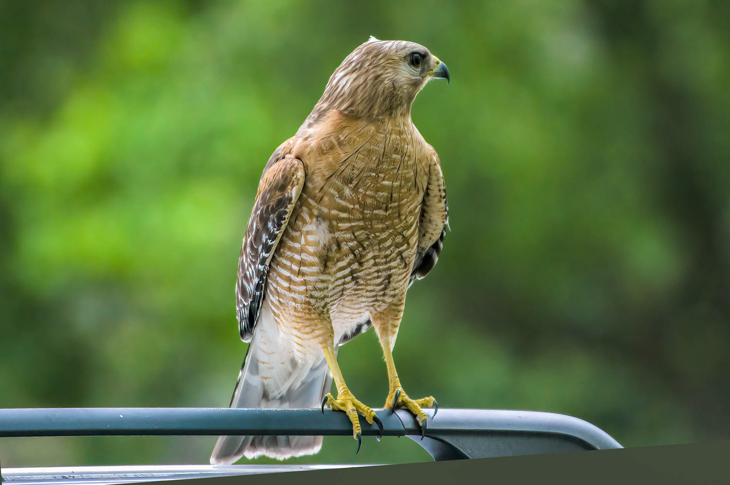 Red-shouldered Hawk