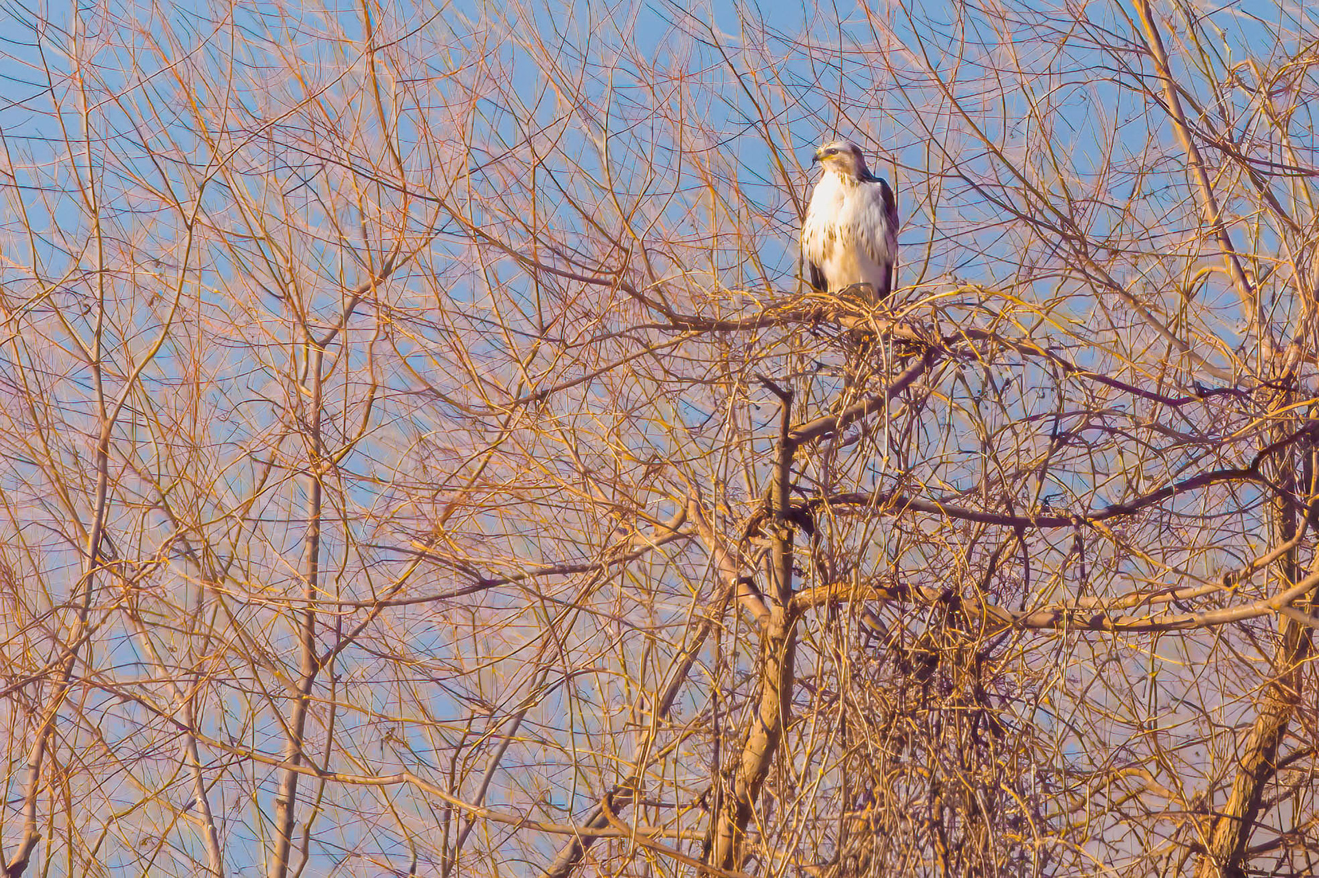Rough-legged Hawk (Buteo lagopus)